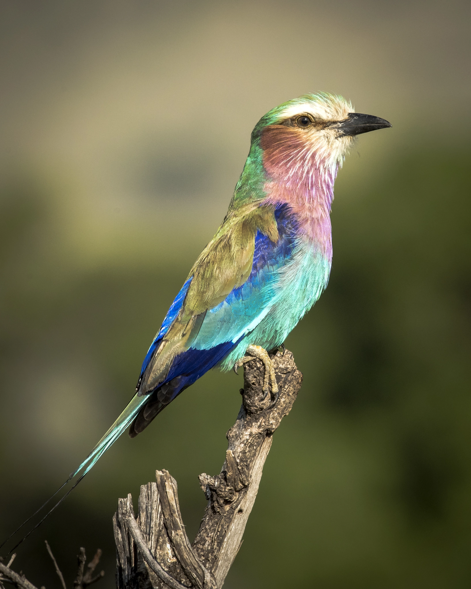 Nikon D810 + Nikon AF-S Nikkor 600mm F4G ED VR sample photo. Lrollerside photography