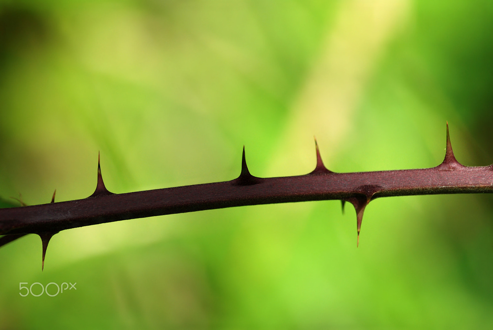 Nikon D80 + Sigma 105mm F2.8 EX DG Macro sample photo. Thorny twig photography