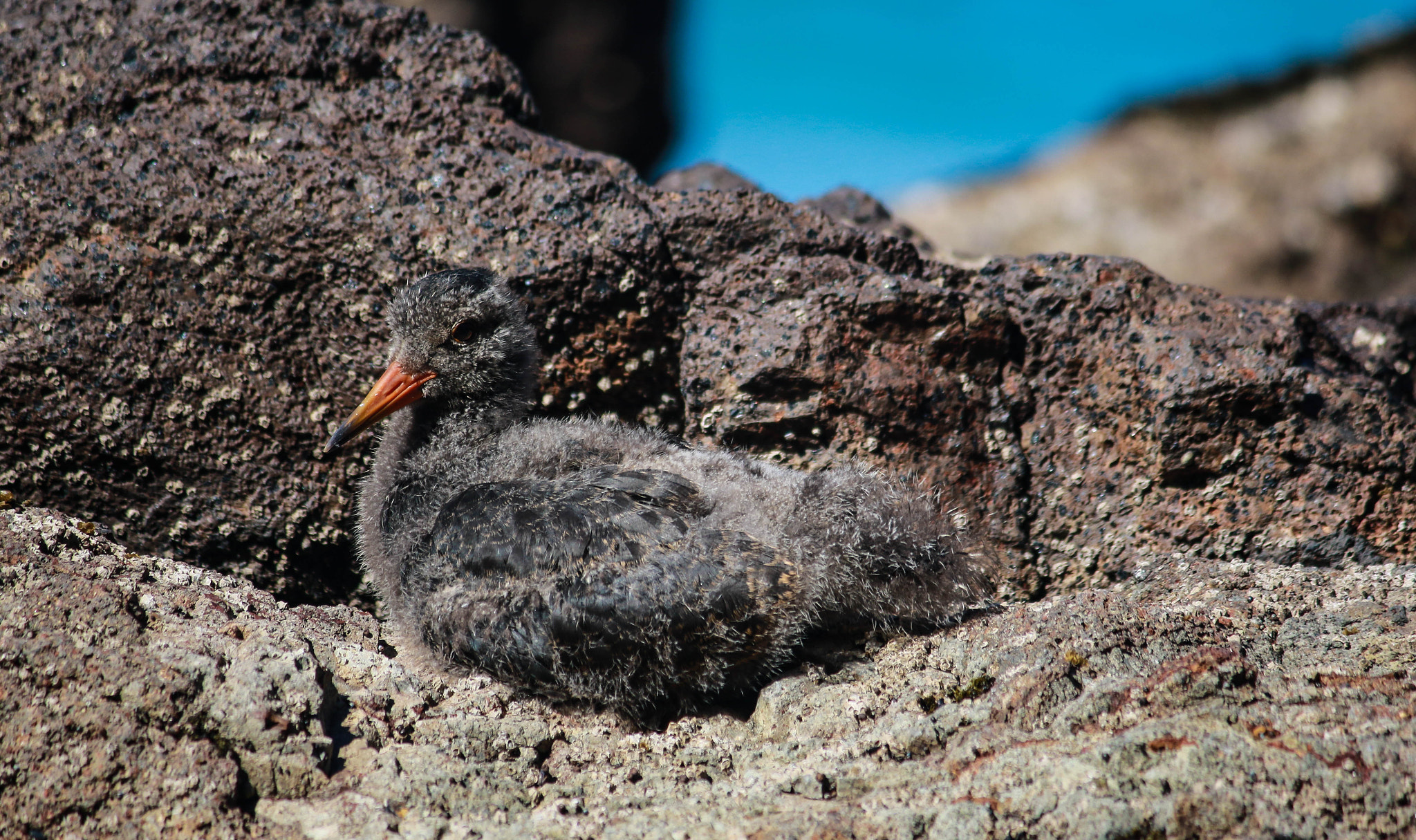 Canon EOS 7D Mark II sample photo. Camoflaged oyster catcher chick photography