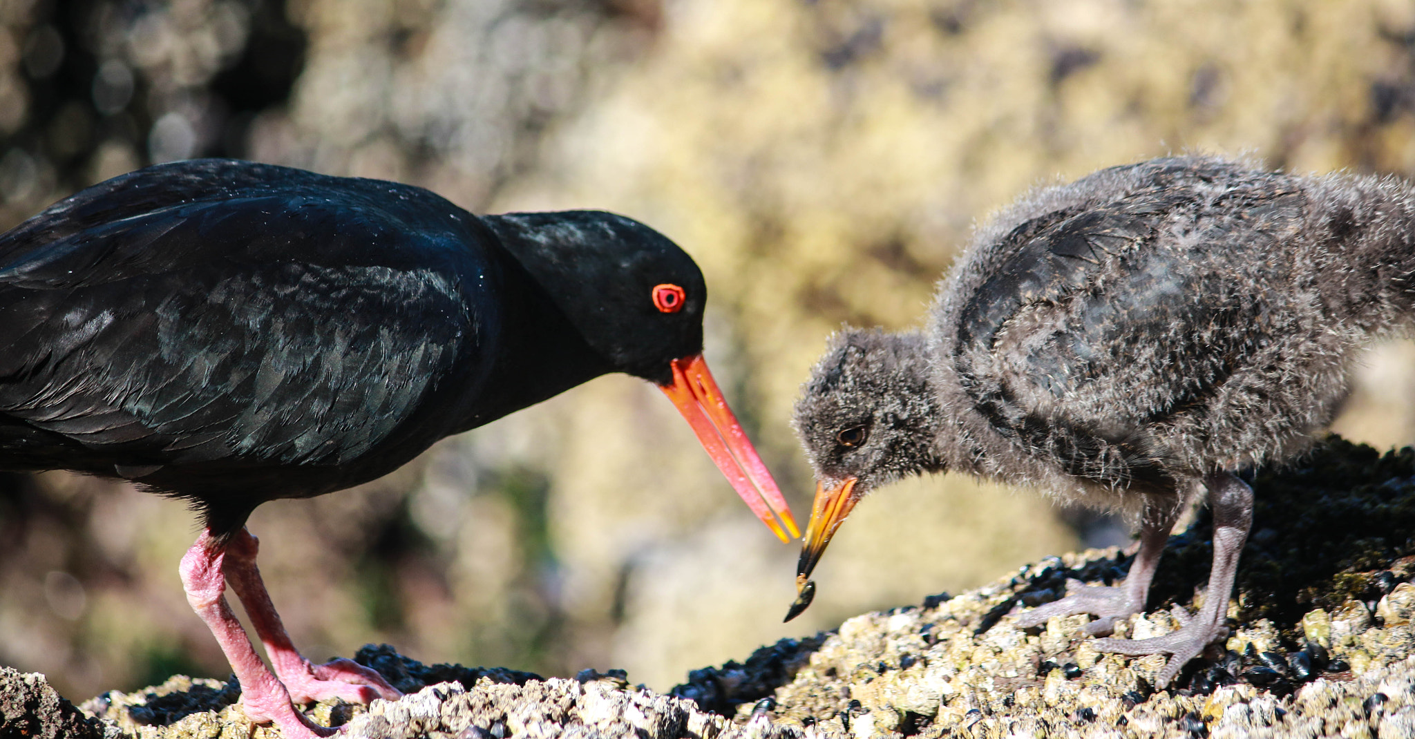 Canon EF-S 55-250mm F4-5.6 IS II sample photo. Mother and baby photography