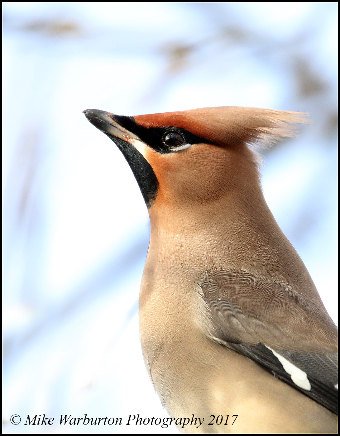 150-600mm F5-6.3 DG OS HSM | Contemporary 015 sample photo. Bohemian waxwing photography