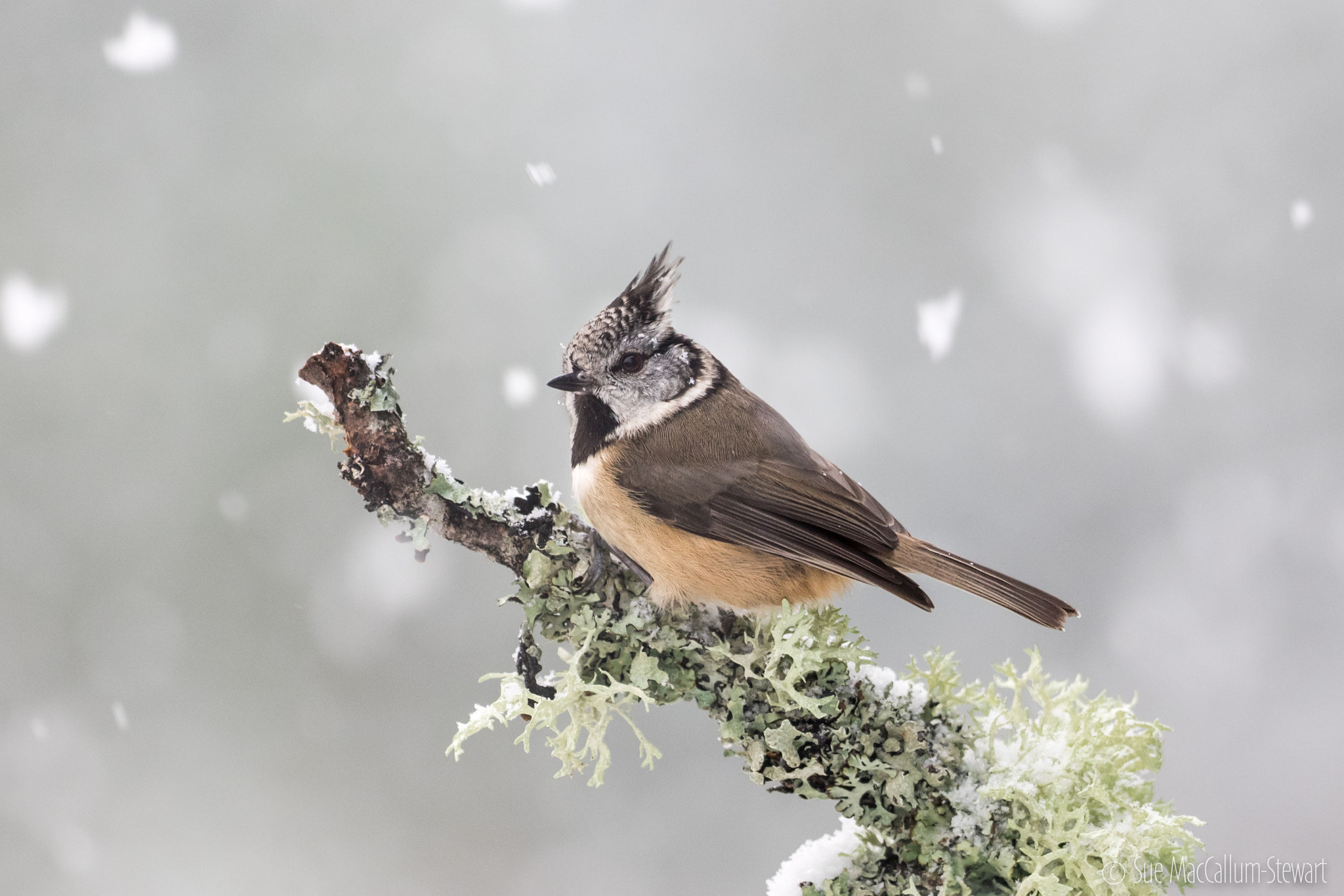 Olympus OM-D E-M1 + OLYMPUS M.300mm F4.0 sample photo. Crestie in the falling snow photography