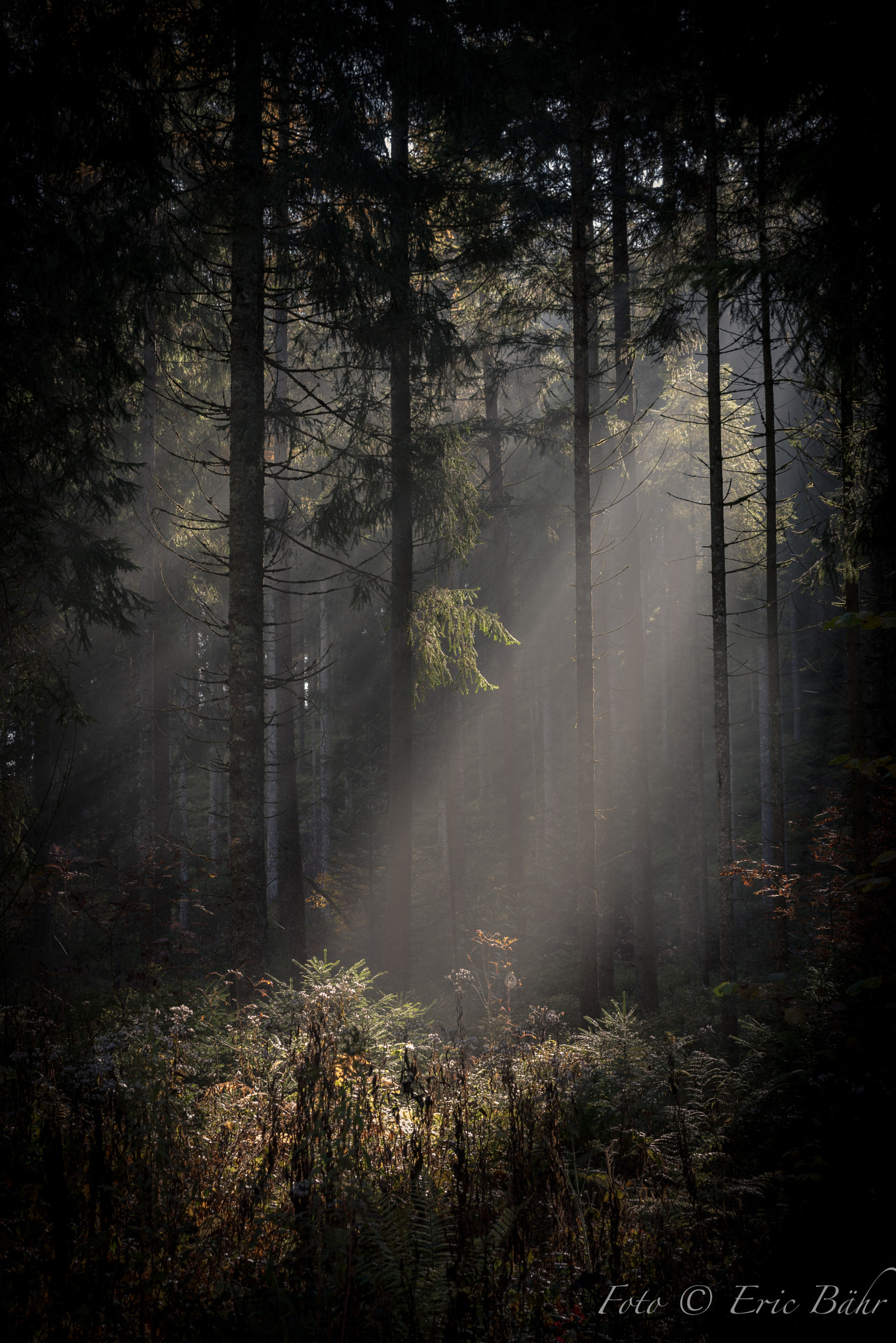 Pentax K-1 sample photo. Black forest photography