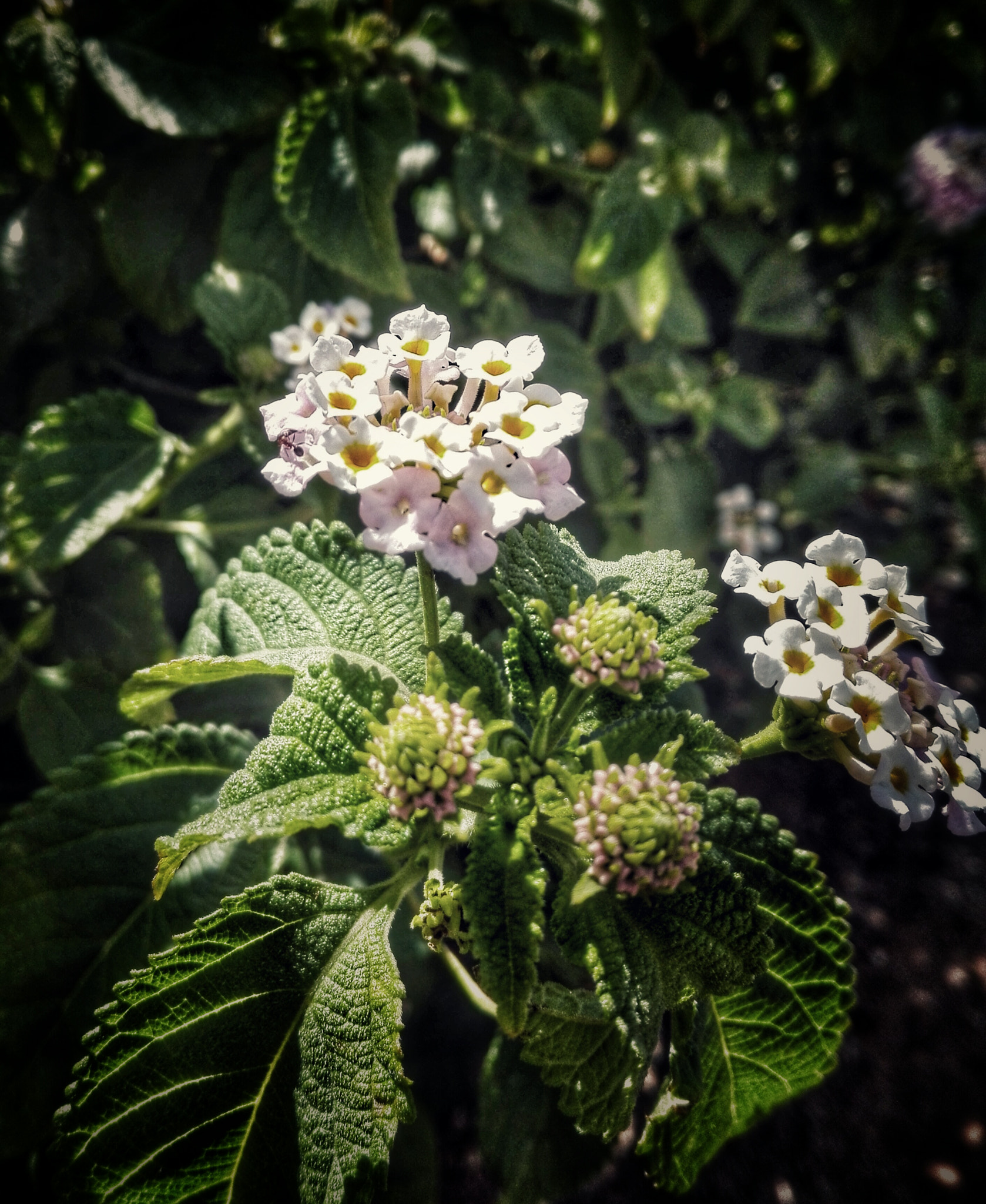 HUAWEI Cherry Mini sample photo