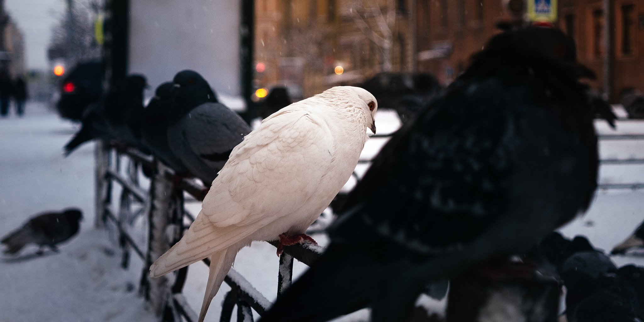 Fujifilm X-Pro1 sample photo. White pigeon photography