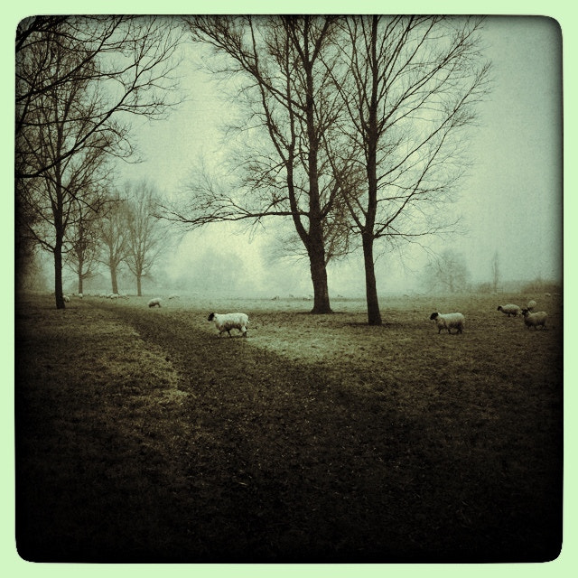 Hipstamatic 280 sample photo. Sheep in toombs meadow photography