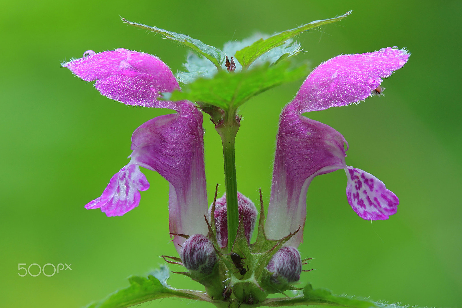 Canon EOS 600D (Rebel EOS T3i / EOS Kiss X5) + Canon EF 100mm F2.8 Macro USM sample photo. Flowers of spotted deadnettle (lamium maculatum) photography