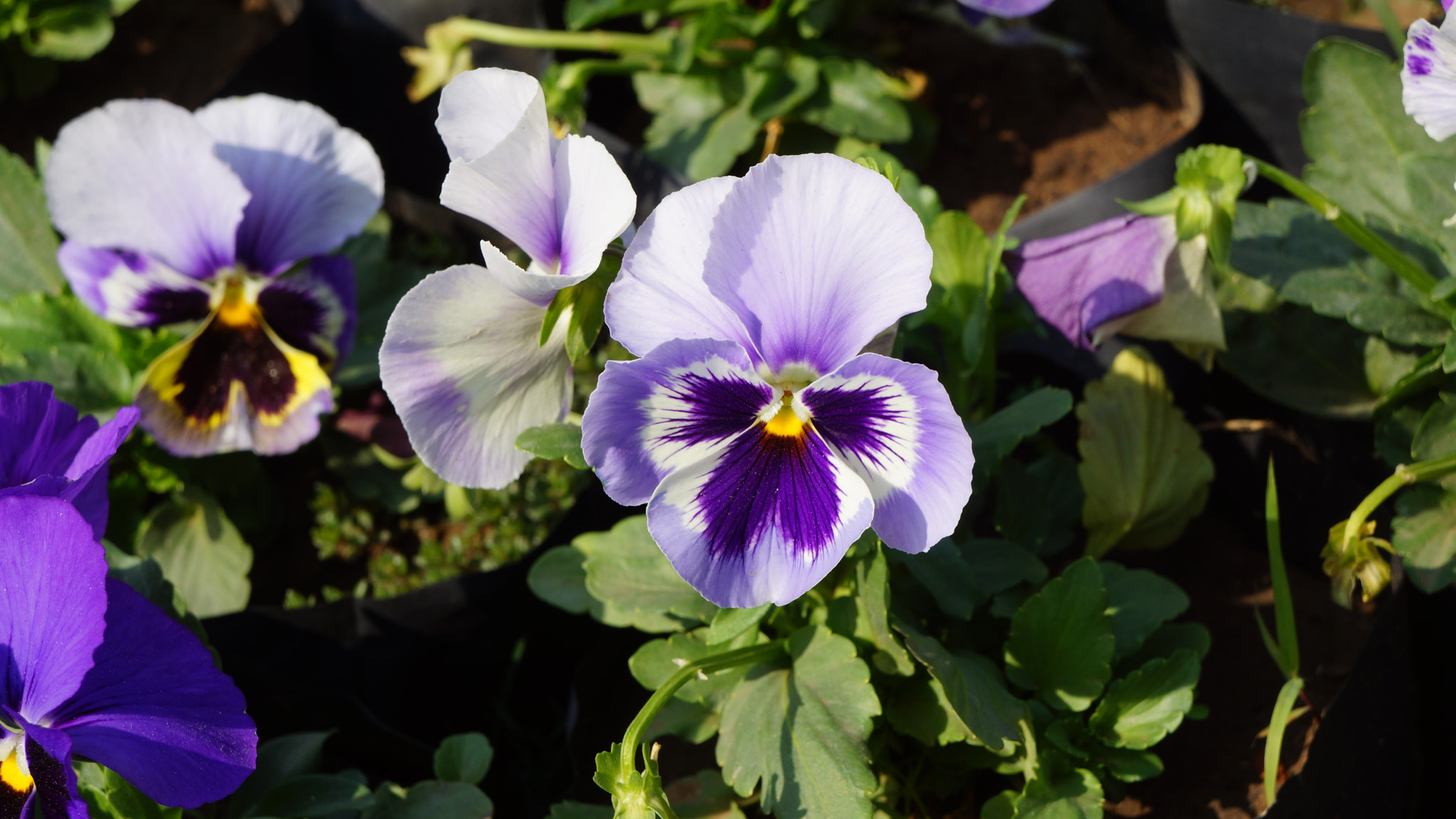 Sony Alpha NEX-7 sample photo. Purple white flower photography