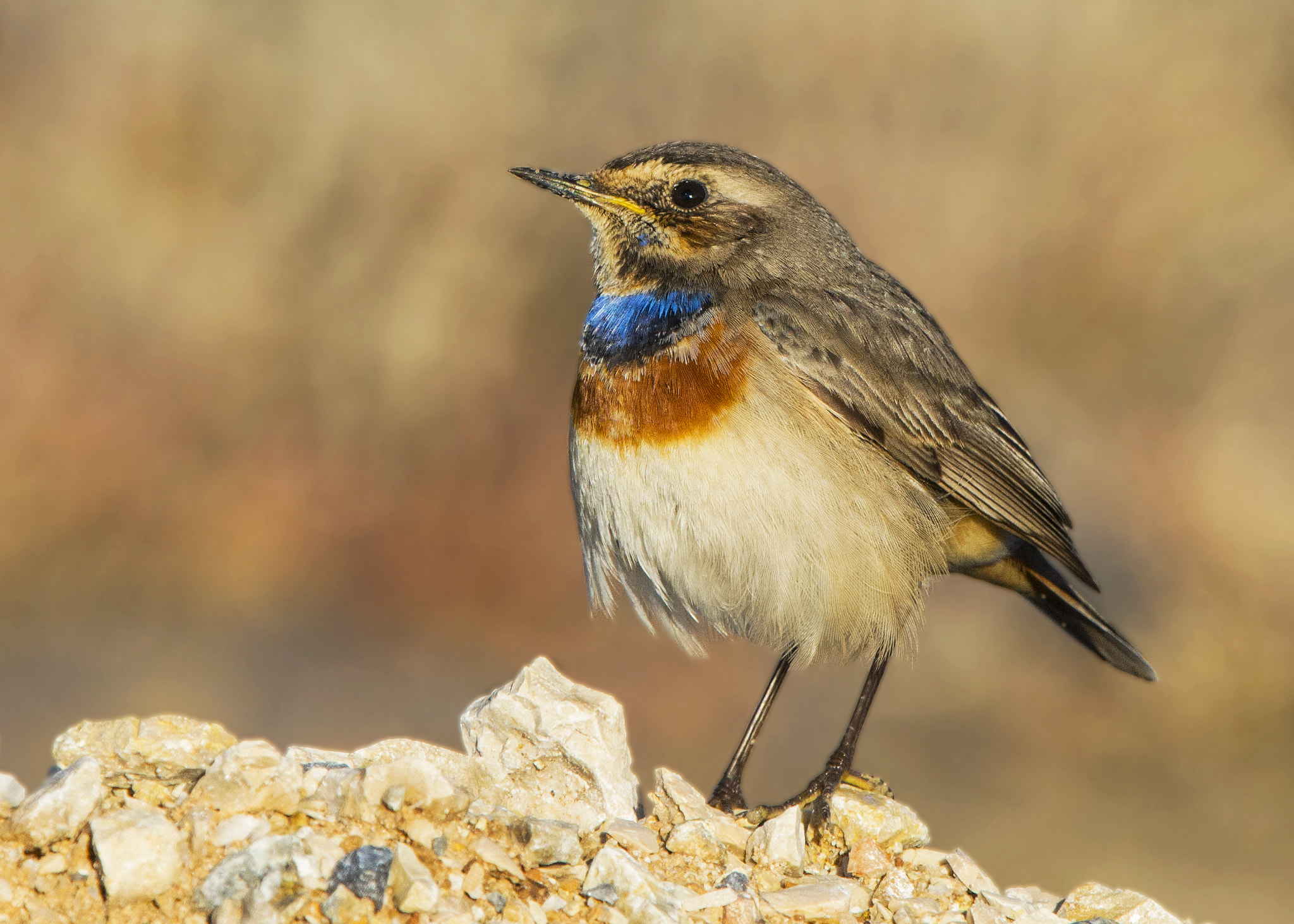 Nikon Nikkor AF-S 300mm F4E PF ED VR sample photo. Baby blue - blue throqt / mavigerdan   2016 adana photography