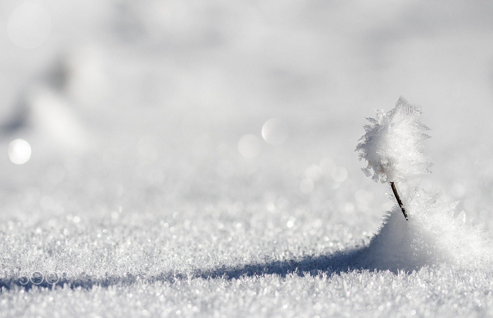 Sigma 105mm F2.8 EX DG OS HSM sample photo. A little snowy tree photography