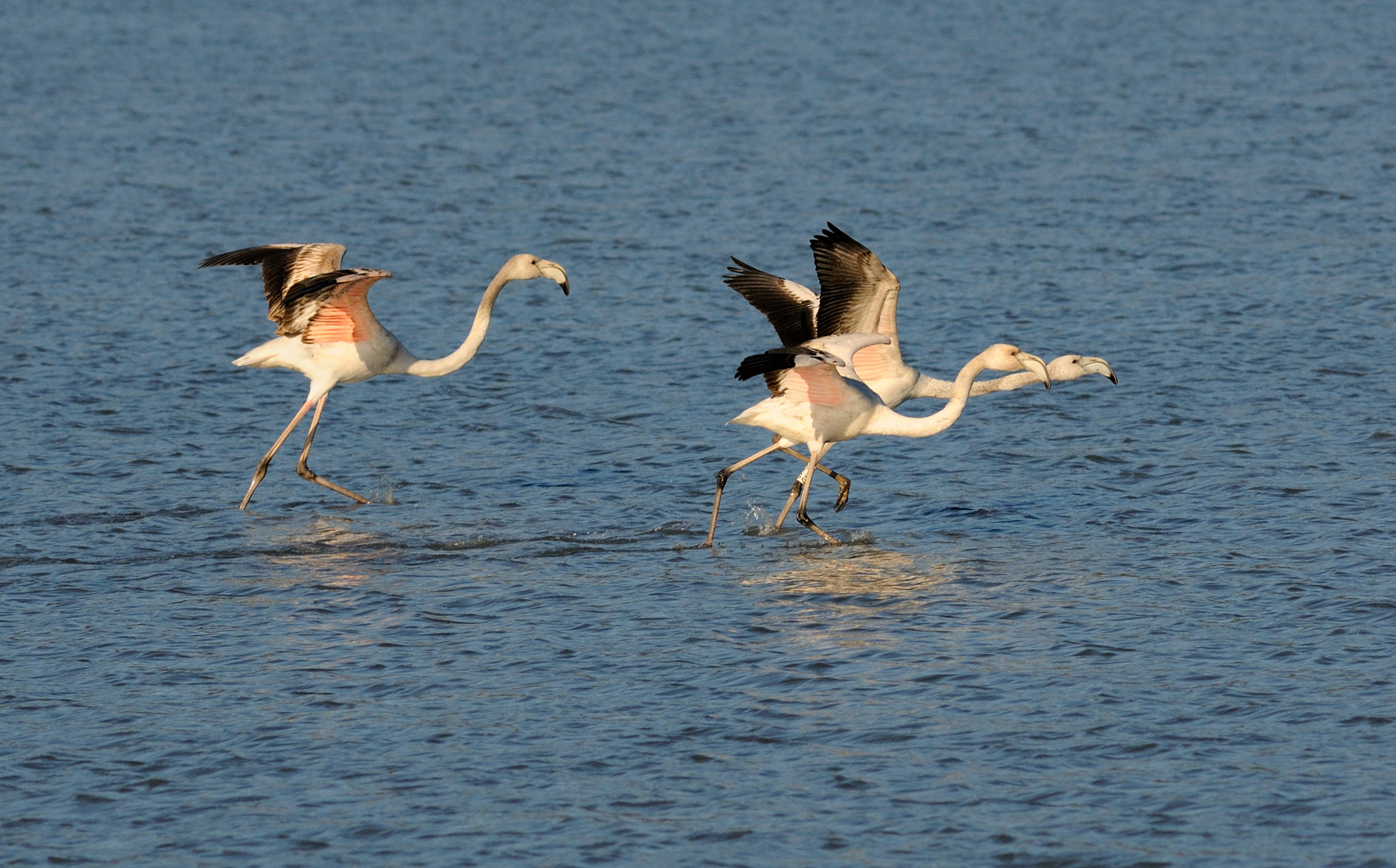 Nikon D300S sample photo. Fenicotteri rosa photography