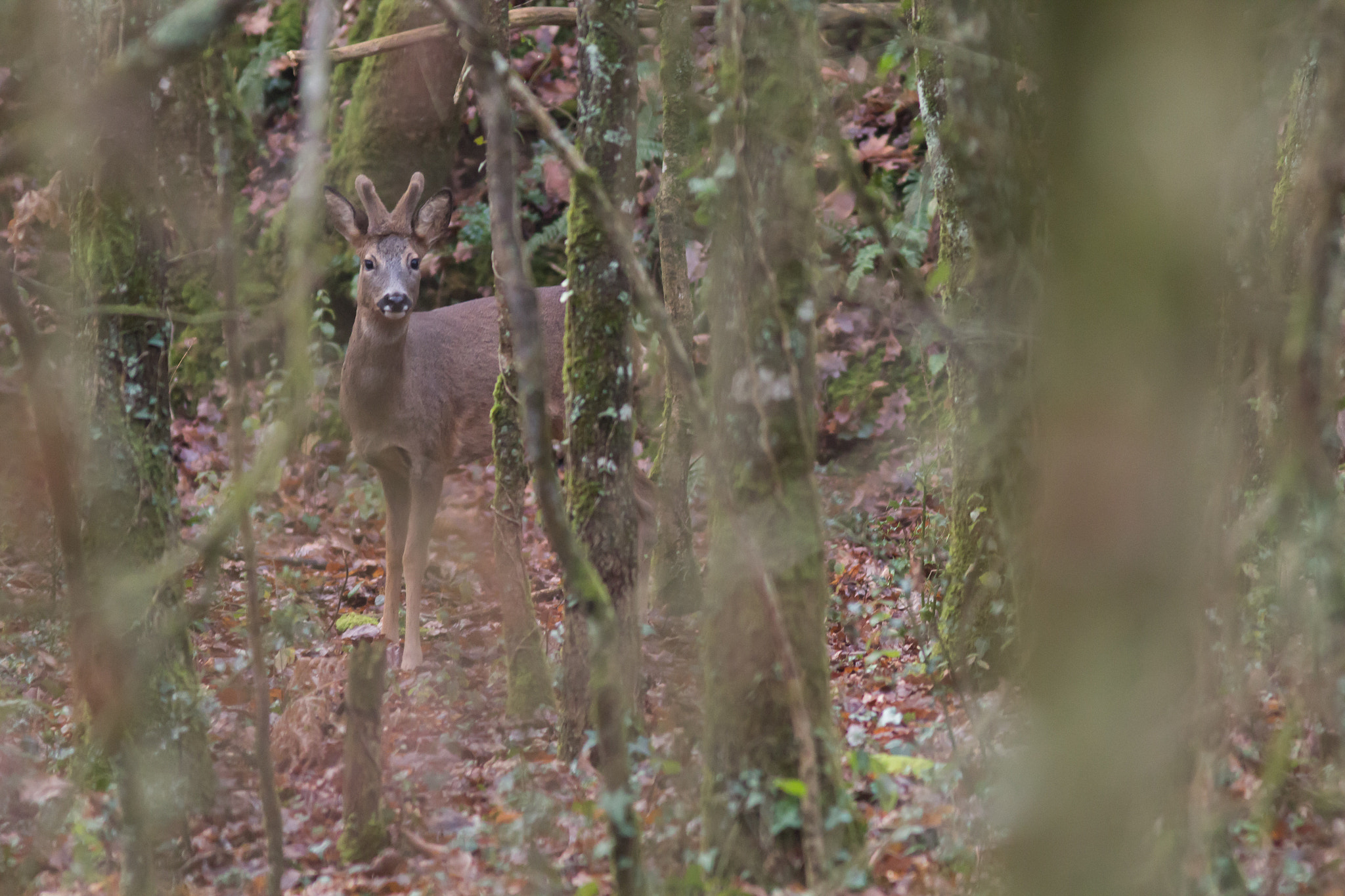 Canon EF 300mm F4L IS USM sample photo. Brocard.jpg photography