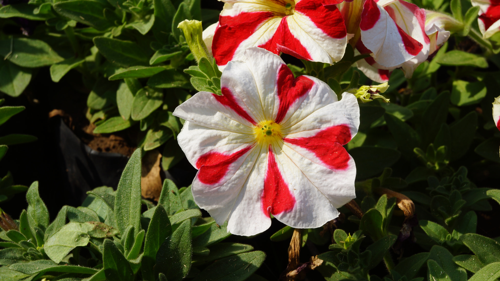 Sony Alpha NEX-7 sample photo. Red white flower photography
