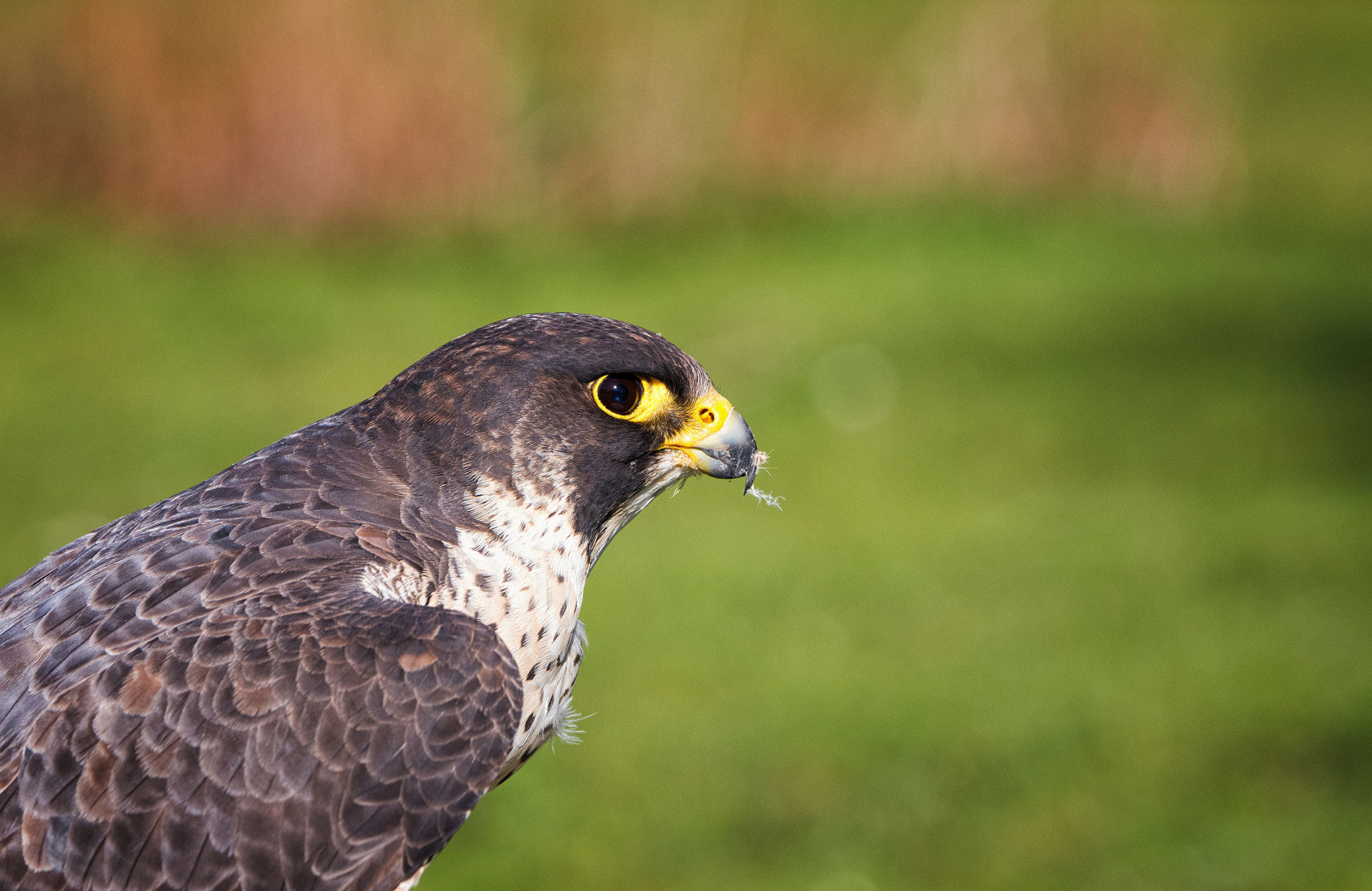 Nikon D7200 sample photo. Peregrine.jpg photography