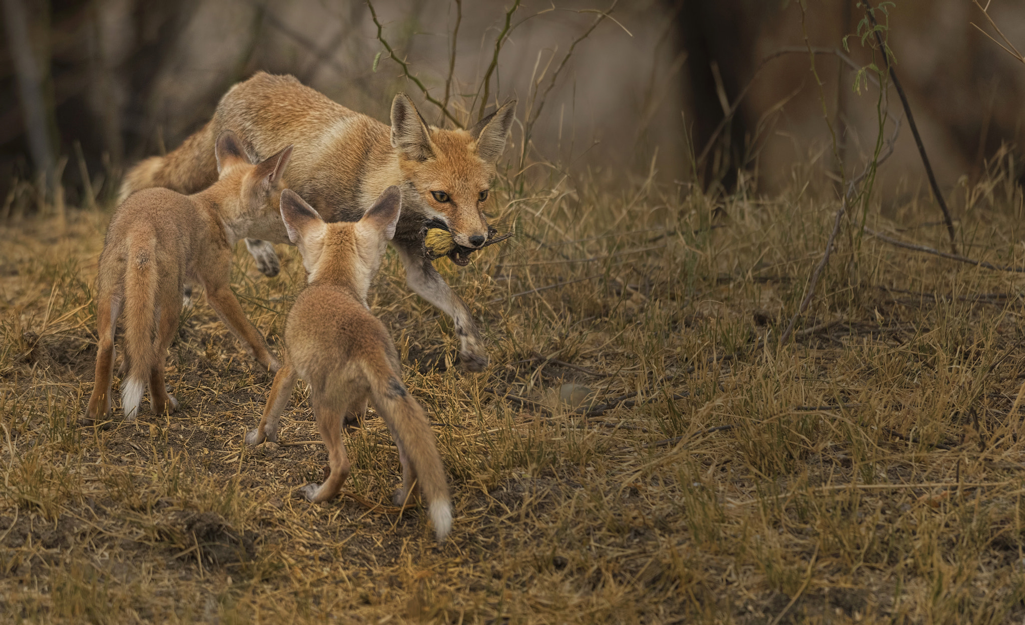 Nikon D750 + Nikon AF-S Nikkor 500mm F4G ED VR sample photo. Desert fox photography