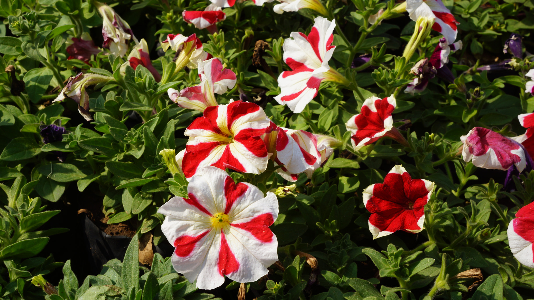 Sony Alpha NEX-7 sample photo. Red/white flower photography