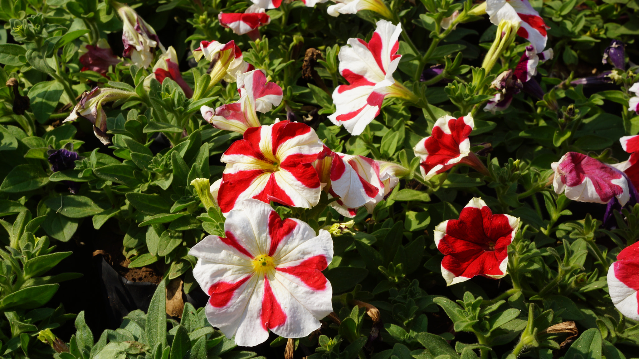 Sony E 18-55mm F3.5-5.6 OSS sample photo. Red/white flower photography