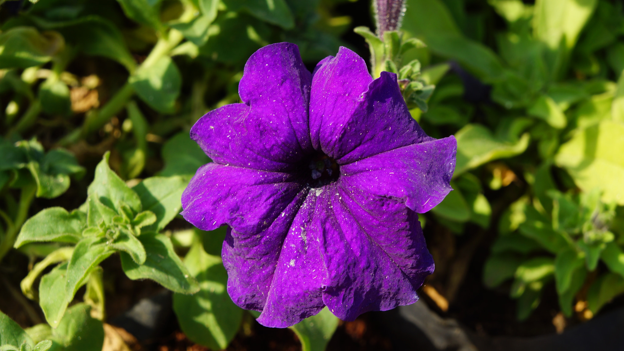 Sony Alpha NEX-7 sample photo. Purple flower photography
