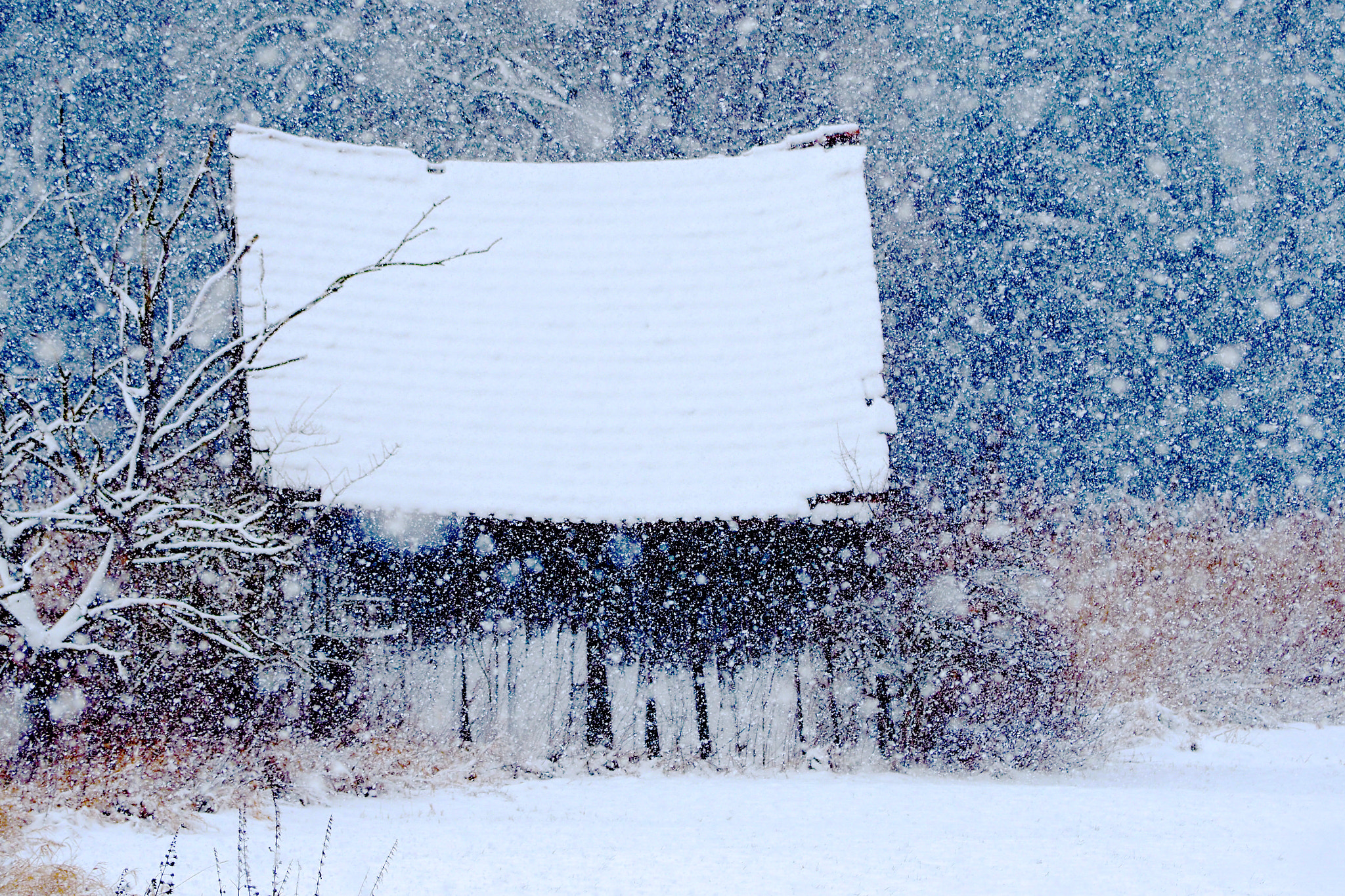 Olympus OM-D E-M5 II sample photo. Snow flake storm photography