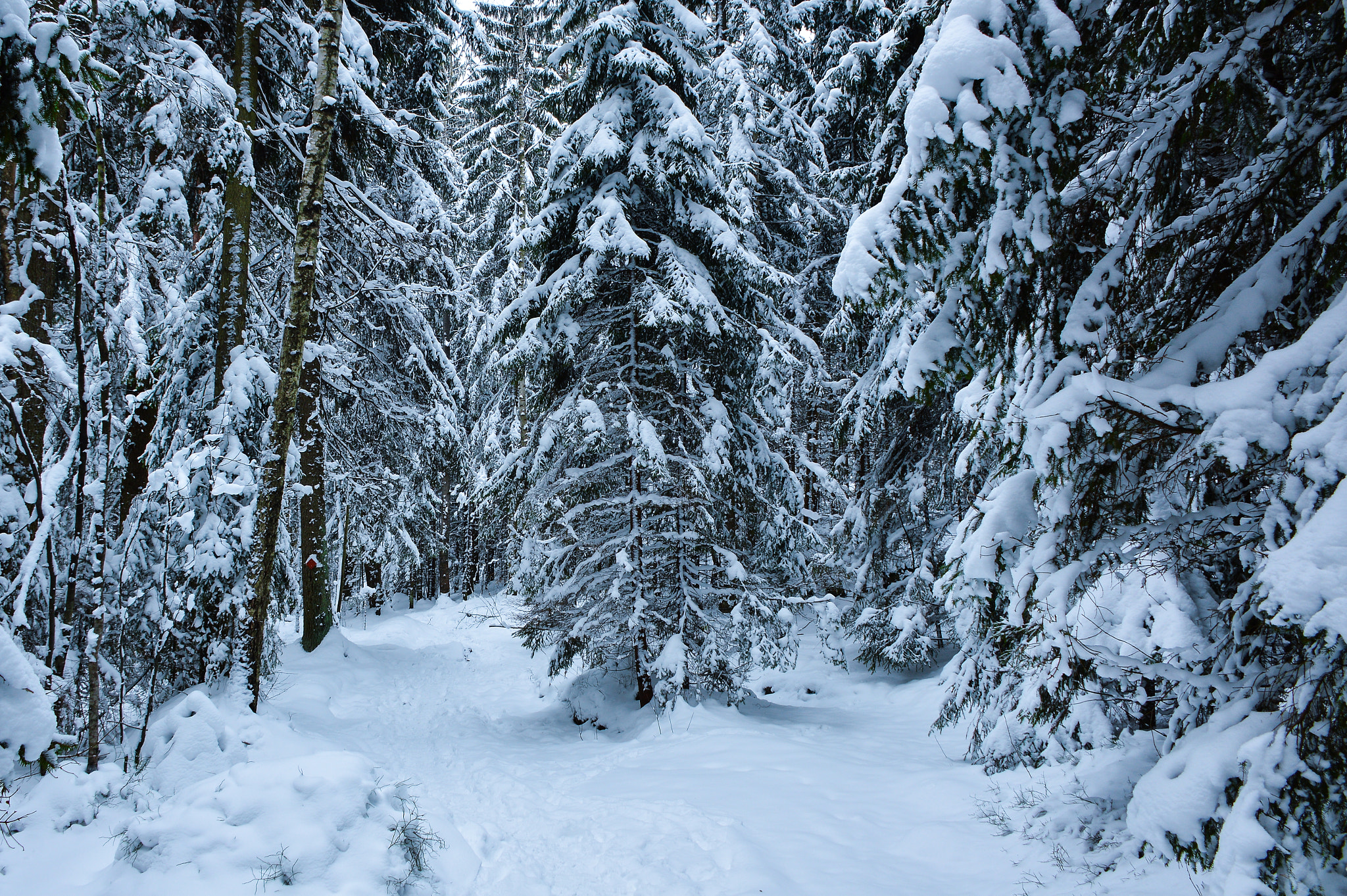Nikon D3200 sample photo. Spirits of the forest photography
