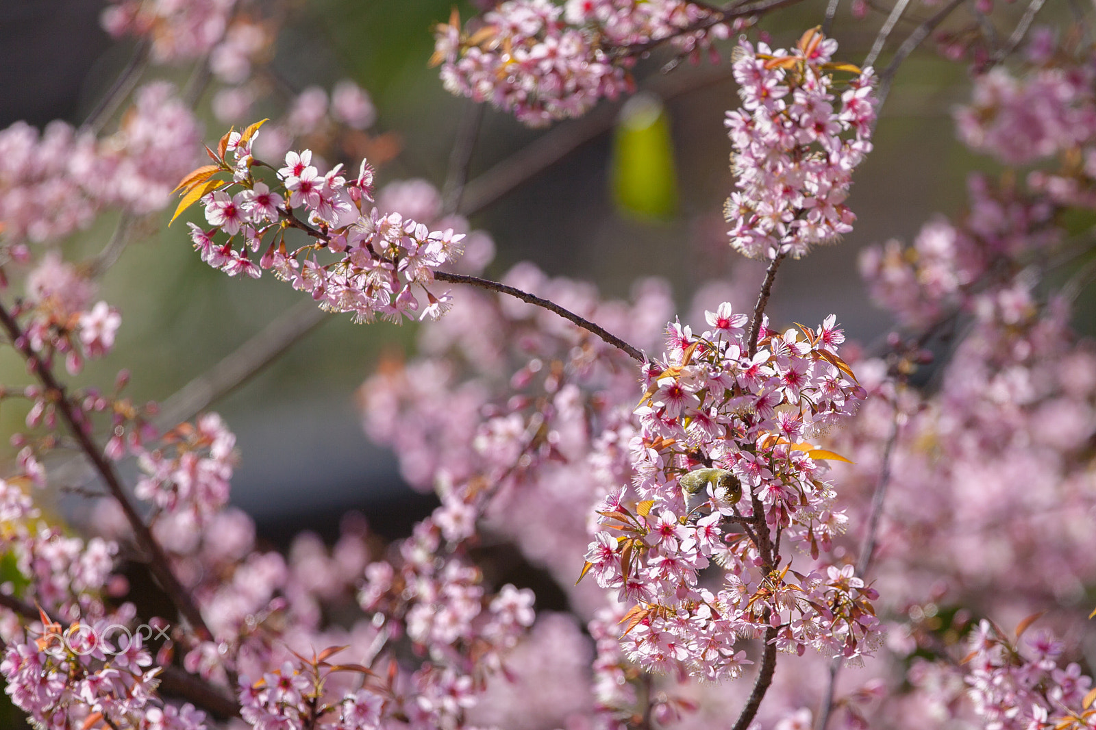 Canon EOS 5D Mark II + Canon EF 300mm F2.8L IS II USM sample photo. White-eye bird on cherry blossom and sakura photography