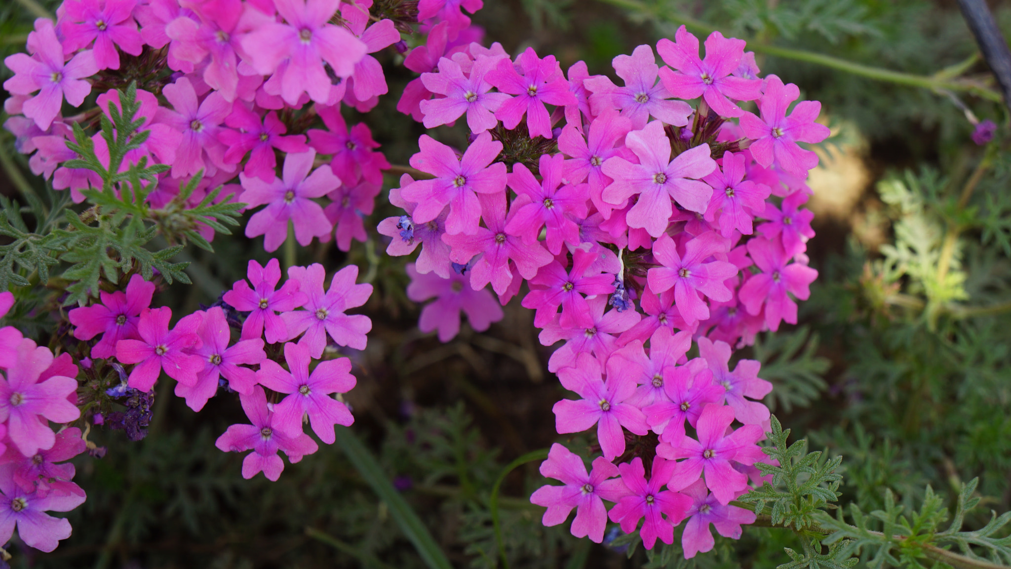 Sony Alpha NEX-7 + Sony E 18-55mm F3.5-5.6 OSS sample photo. Small pink flowers photography