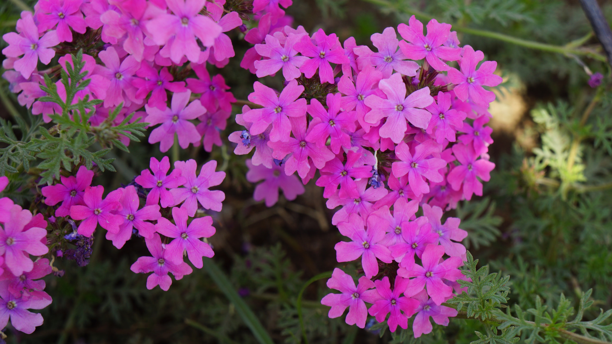 Sony E 18-55mm F3.5-5.6 OSS sample photo. Small pink flowers photography