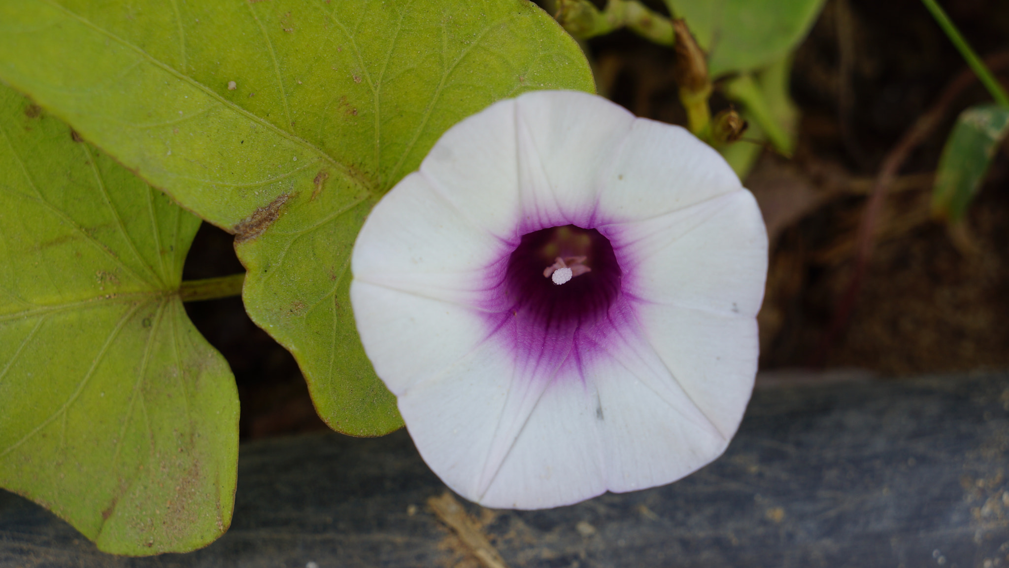 Sony FE 28-70mm F3.5-5.6 OSS sample photo. White purple flower photography