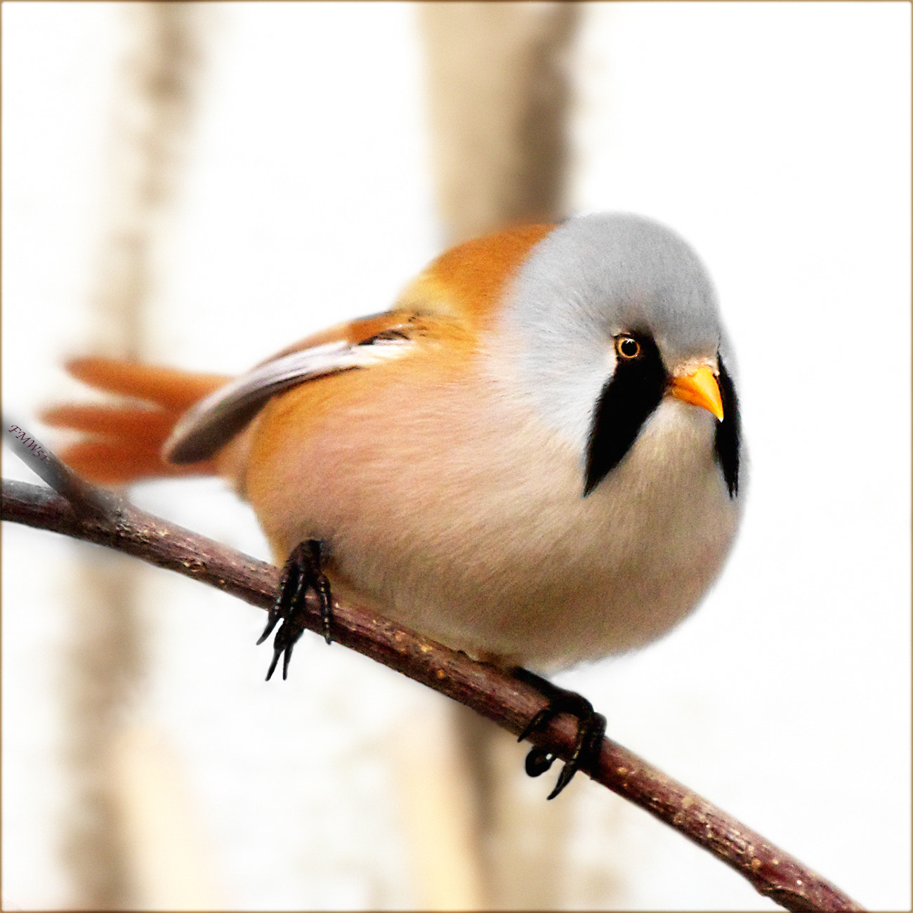 Sony 70-400mm F4-5.6 G SSM sample photo. Perching and looking photography