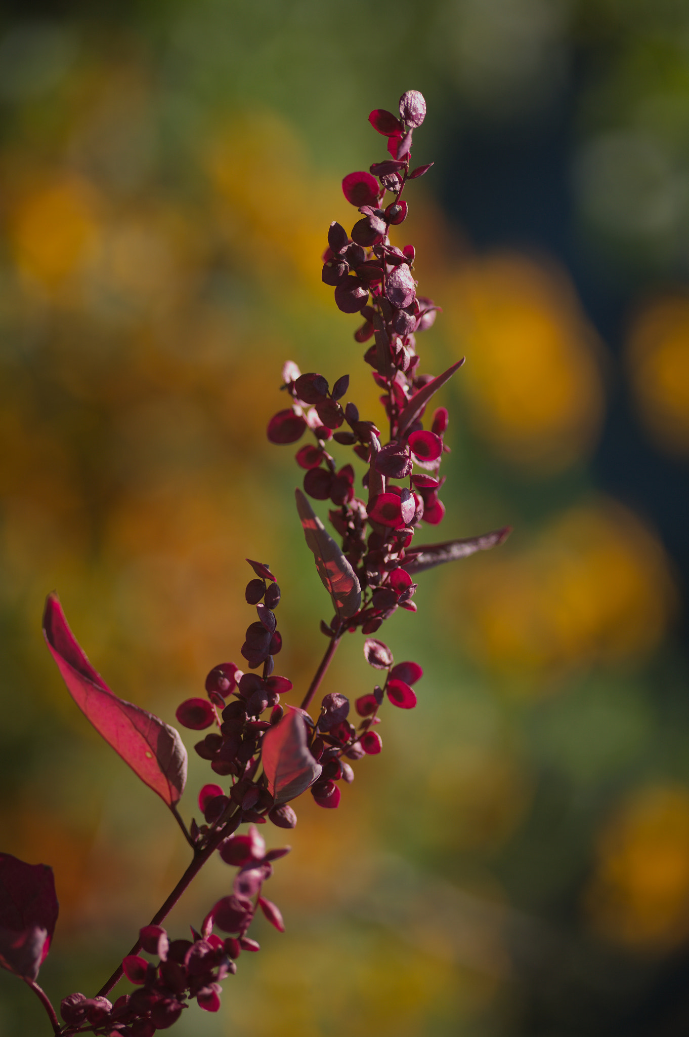 Canon EOS 5D + Sigma 105mm F2.8 EX DG Macro sample photo. Img_2488.jpg photography
