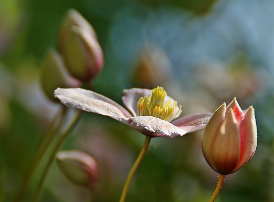 Sony Alpha DSLR-A290 sample photo. ✼ photography