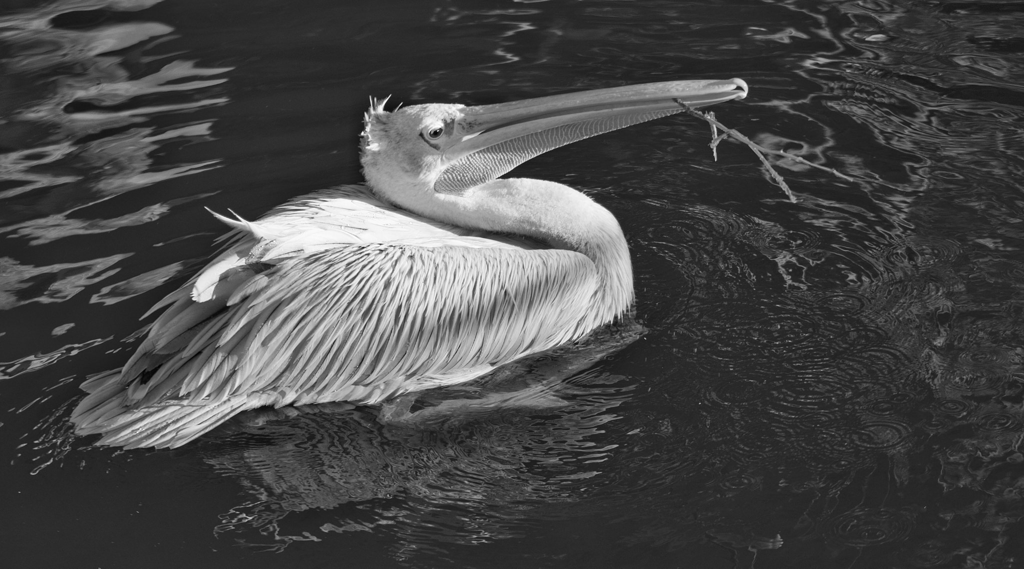 Sony a6000 sample photo. Swan? photography