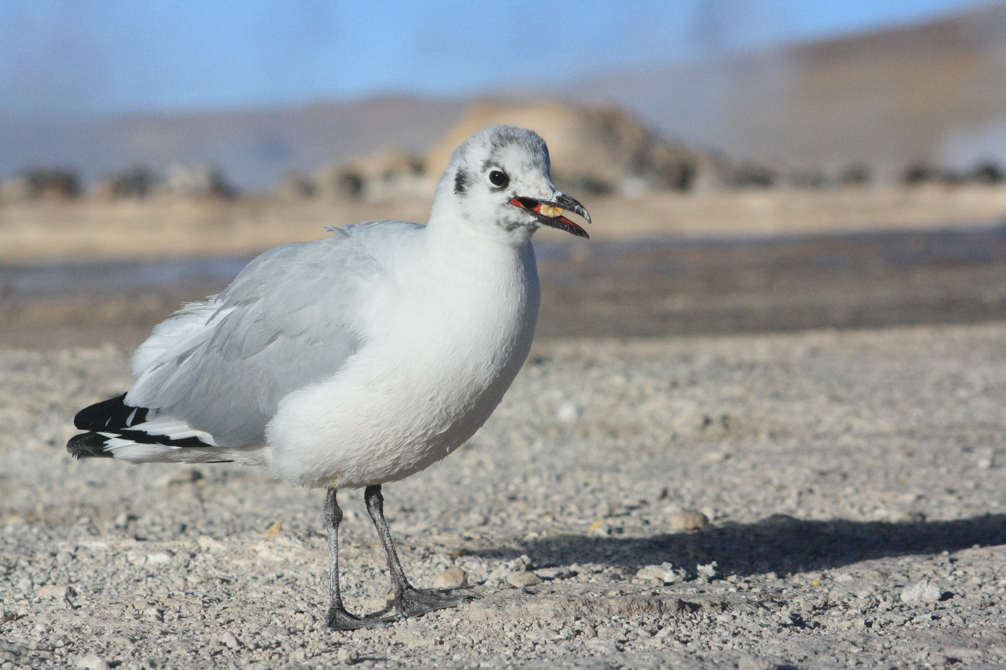 Canon EOS 1000D (EOS Digital Rebel XS / EOS Kiss F) sample photo. Breakfast at tatio geysers photography