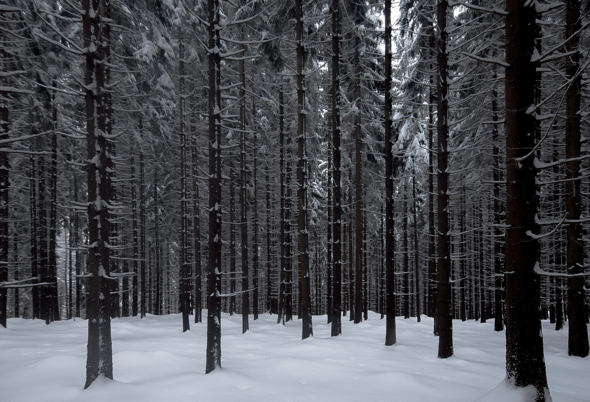 Pentax K-30 + Sigma AF 10-20mm F4-5.6 EX DC sample photo. Forest photography