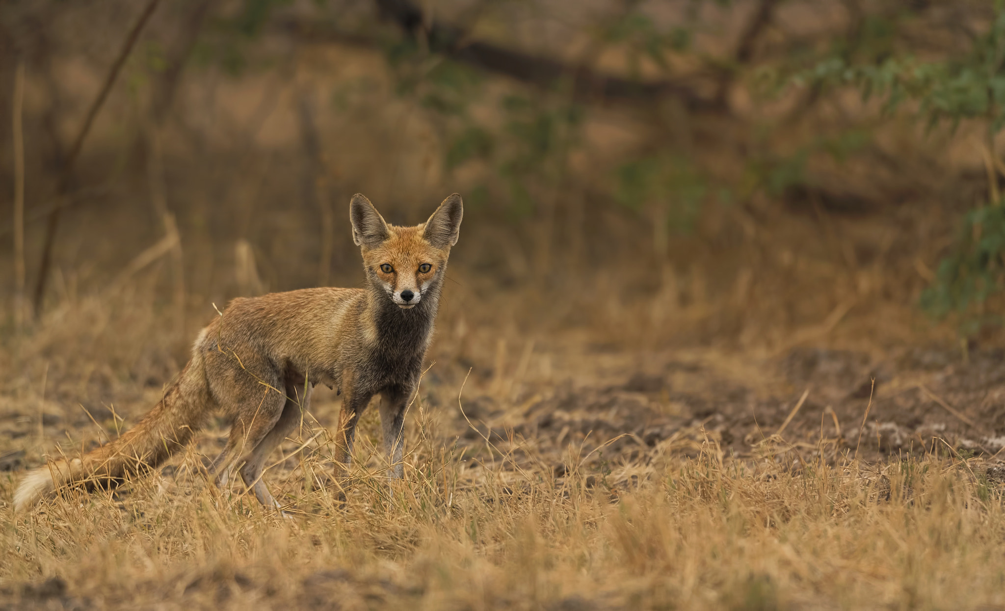 Nikon AF-S Nikkor 500mm F4G ED VR sample photo. Desert fox photography