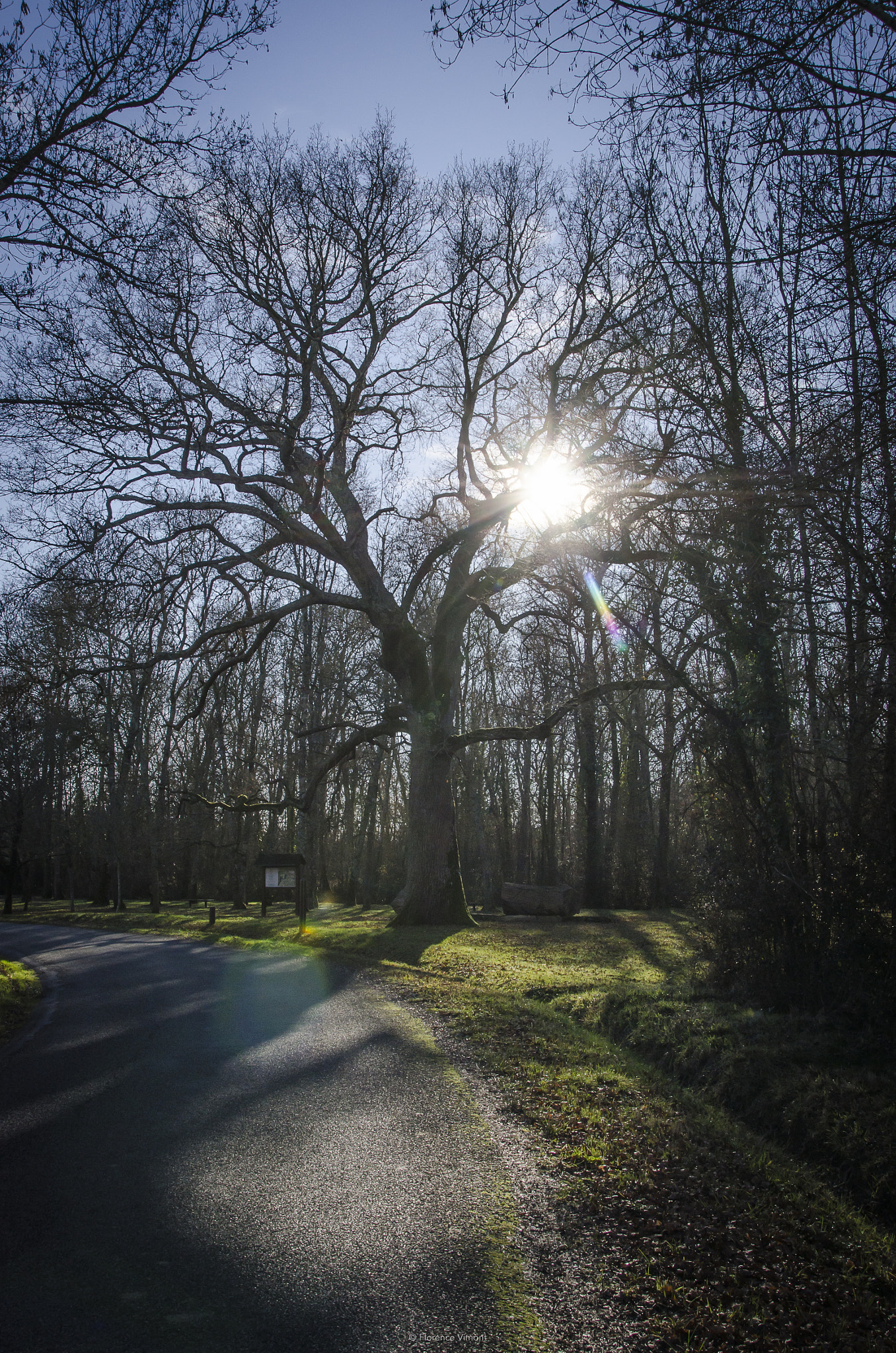 Nikon D7000 + Sigma 18-200mm F3.5-6.3 II DC OS HSM sample photo. L'arbre magique photography