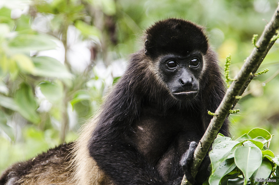 Nikon D5100 + Sigma 18-250mm F3.5-6.3 DC OS HSM sample photo. Young mantled howler monkey photography