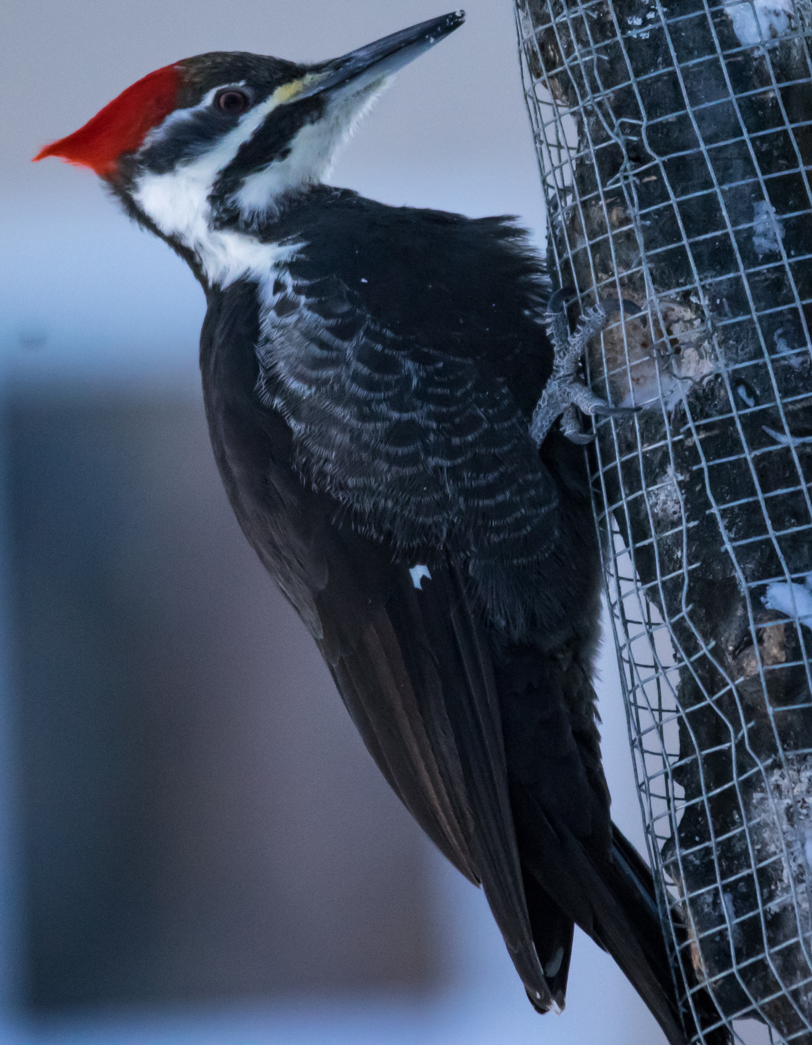 Pentax K-3 II sample photo. Pileated pride photography