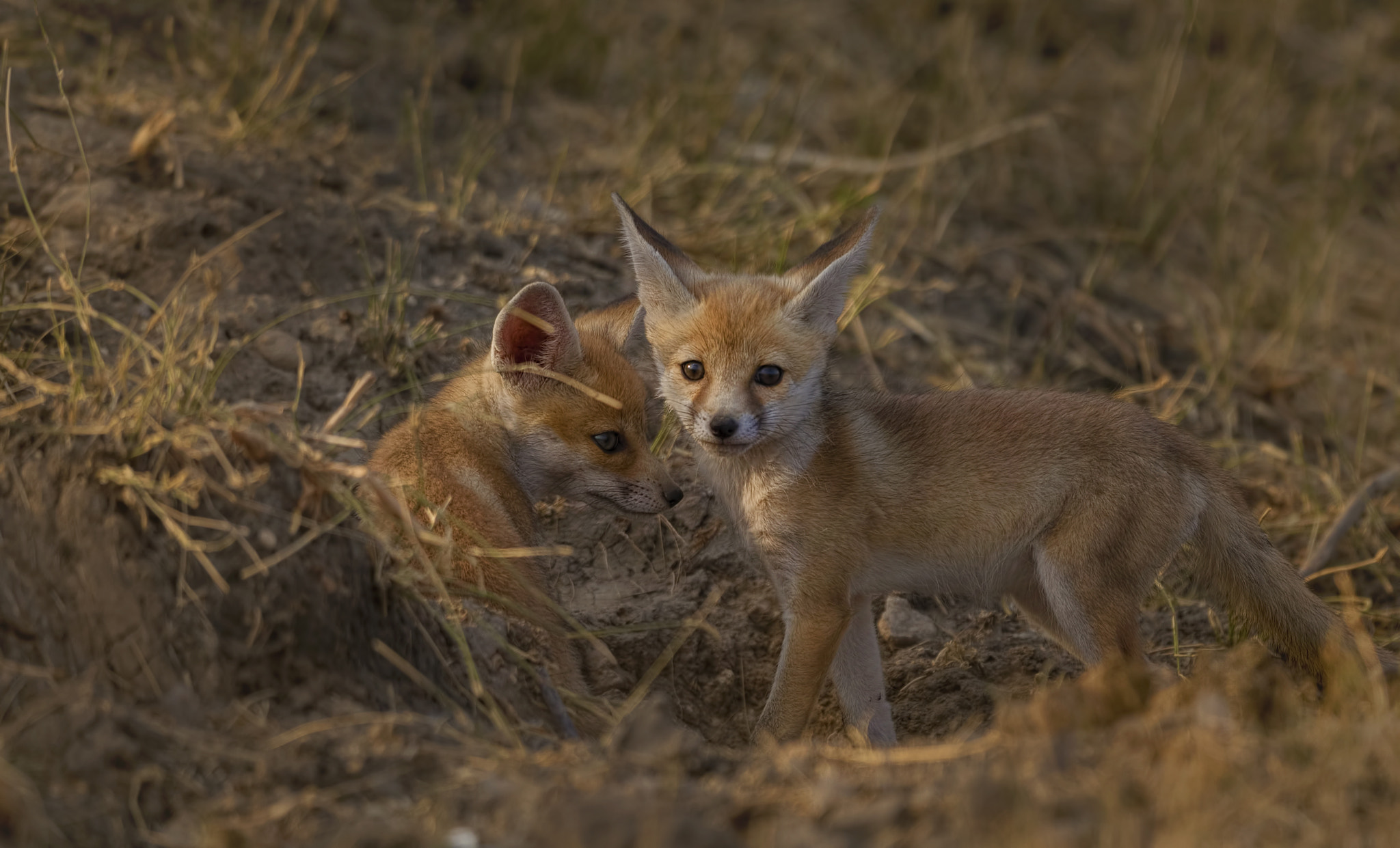 Nikon D750 + Nikon AF-S Nikkor 500mm F4G ED VR sample photo. Desert fox pups photography