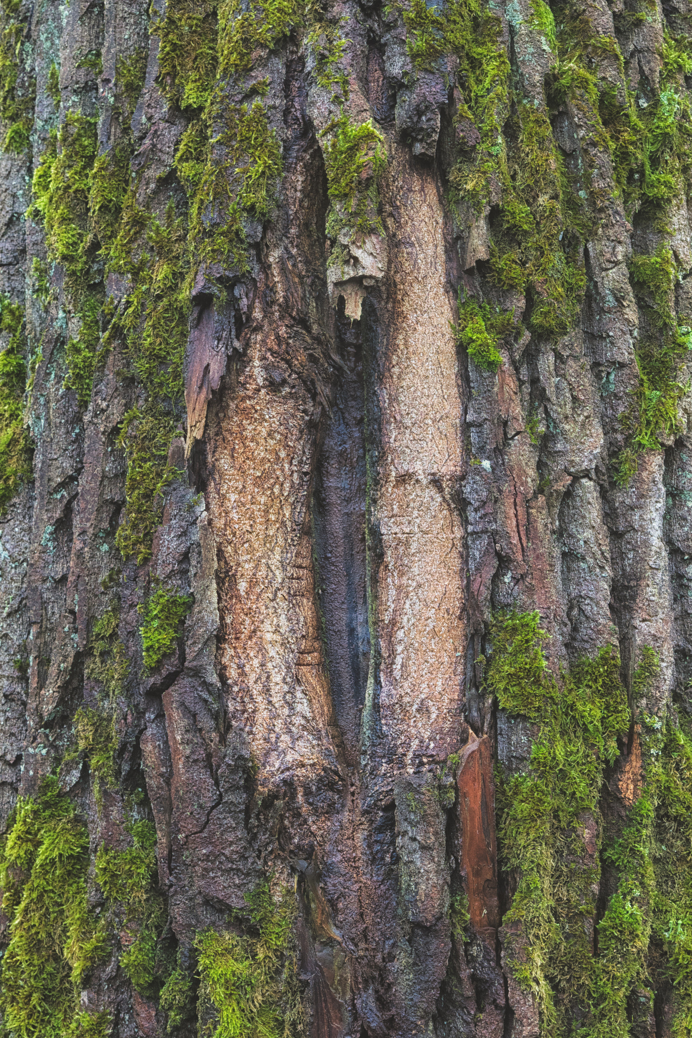 Canon EOS 750D (EOS Rebel T6i / EOS Kiss X8i) sample photo. Tree photography