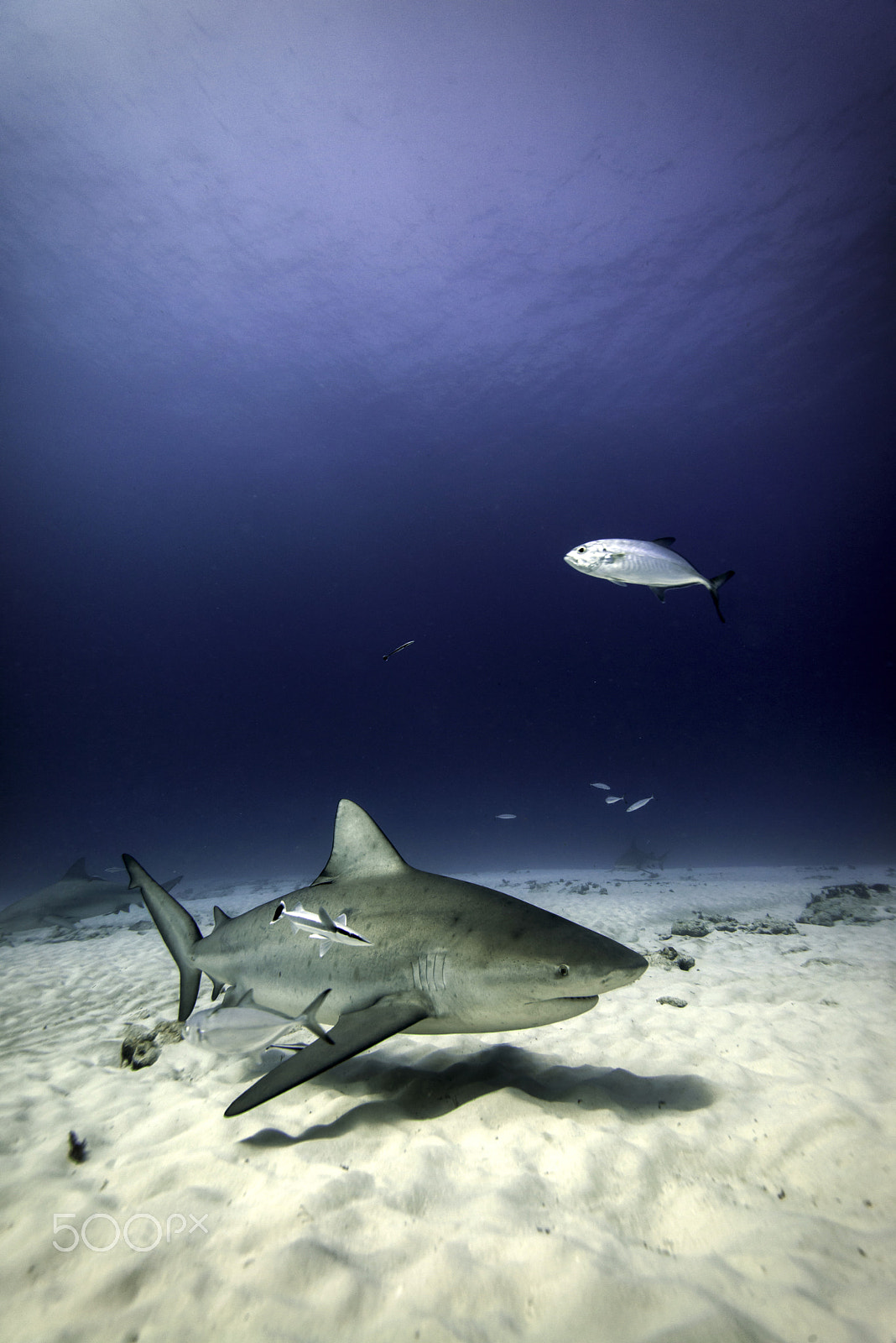 Nikon D800E sample photo. Bull shark photography