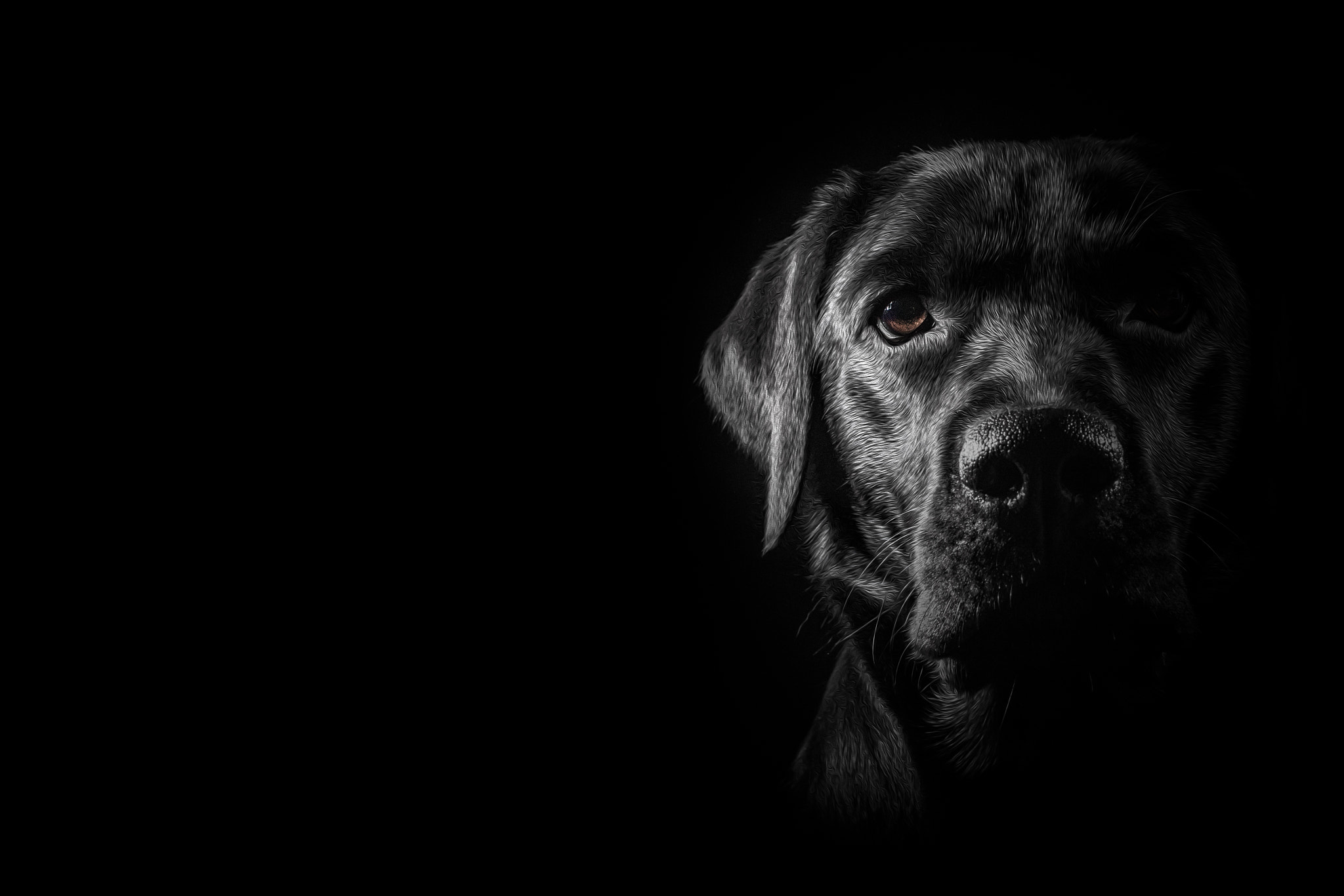 Canon EF 24mm F2.8 IS USM sample photo. Half light labrador photography