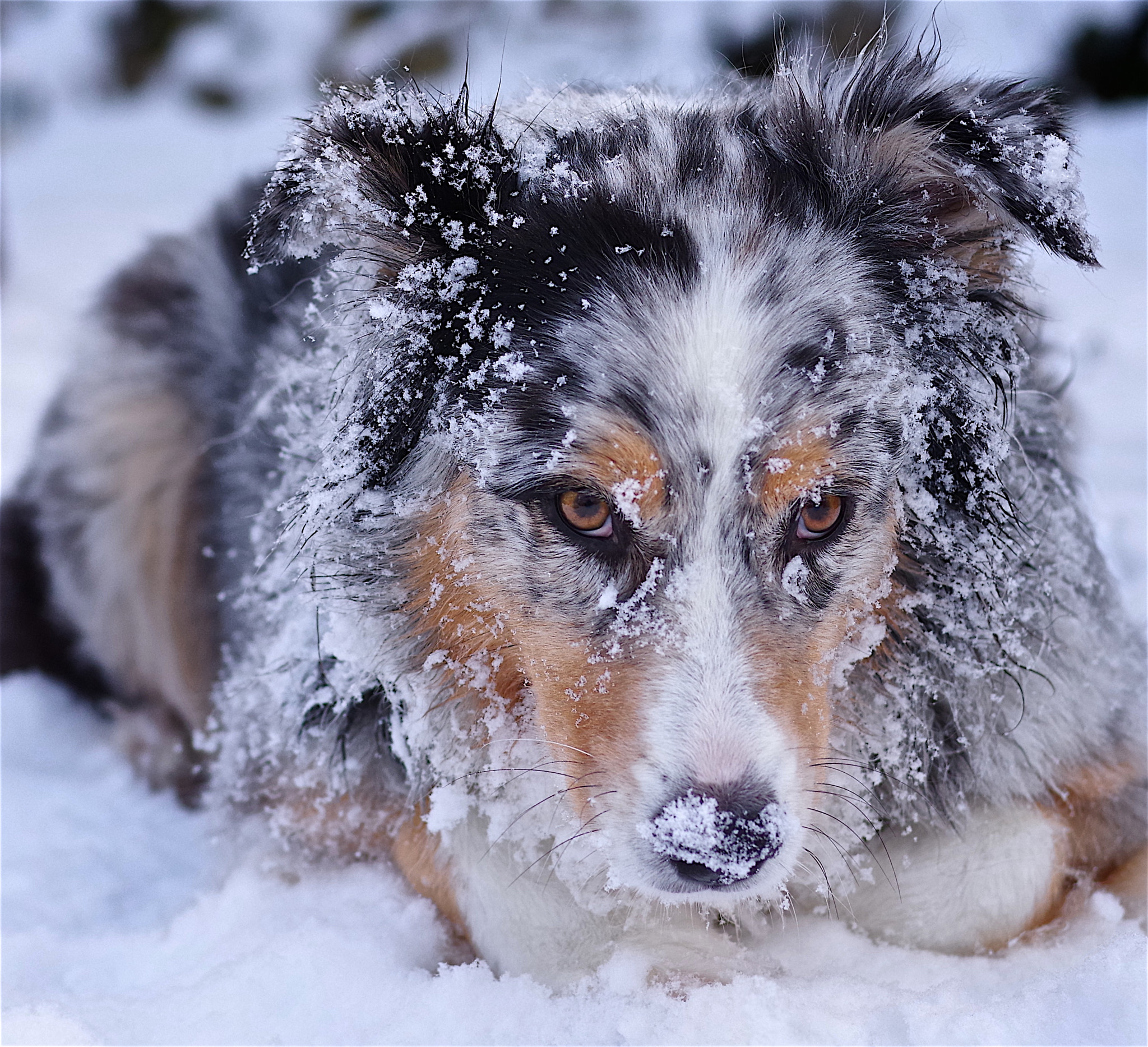 Pentax K-1 + Pentax smc FA 77mm 1.8 Limited sample photo. What? it´s just snow! photography