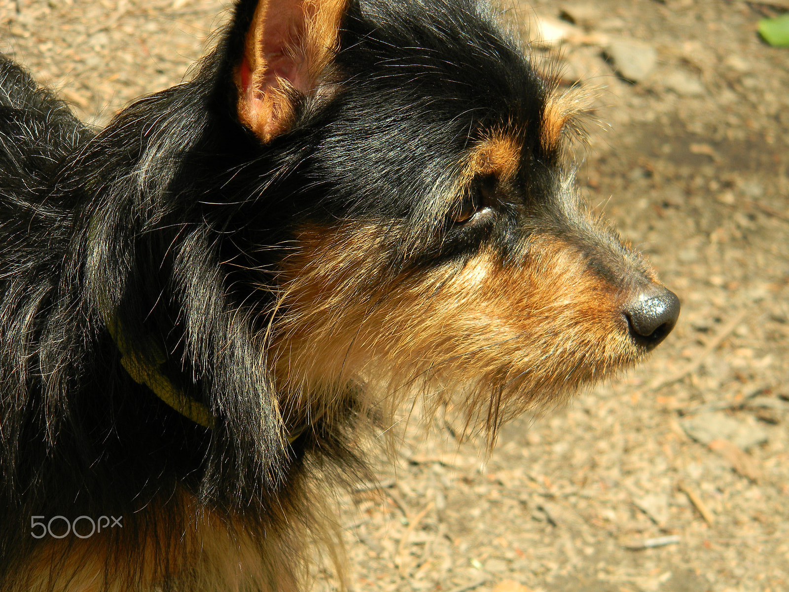 Nikon COOLPIX L105 sample photo. Small dog photography