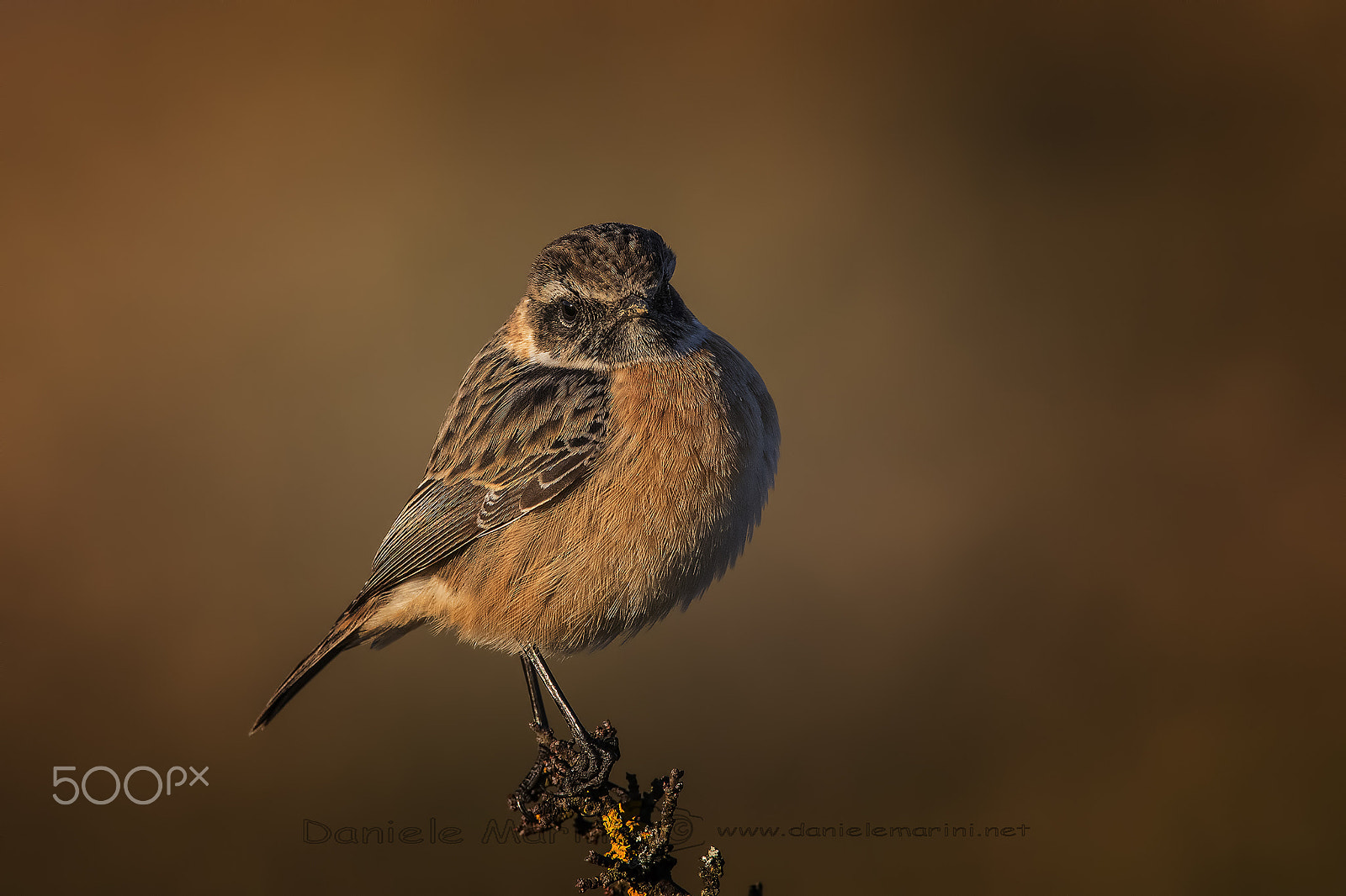 Canon EF 600mm F4L IS USM sample photo. Stonechat (saxicola torquata) saltimpalo photography