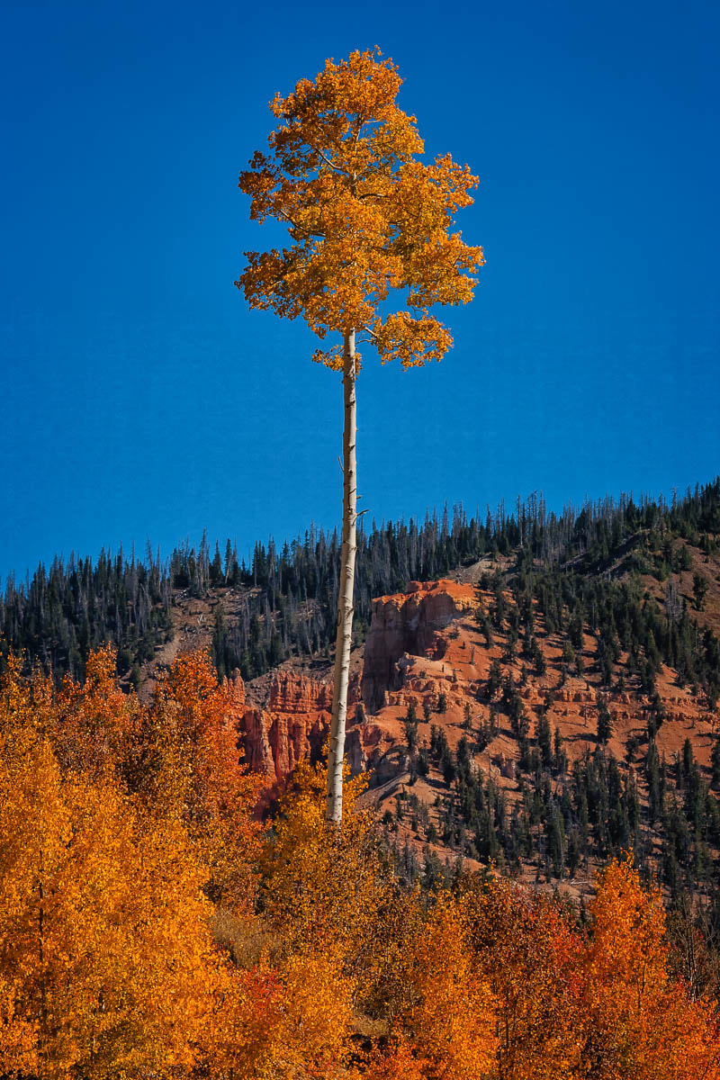 Canon EOS 5D + Canon EF 100-400mm F4.5-5.6L IS USM sample photo. Lone aspen photography