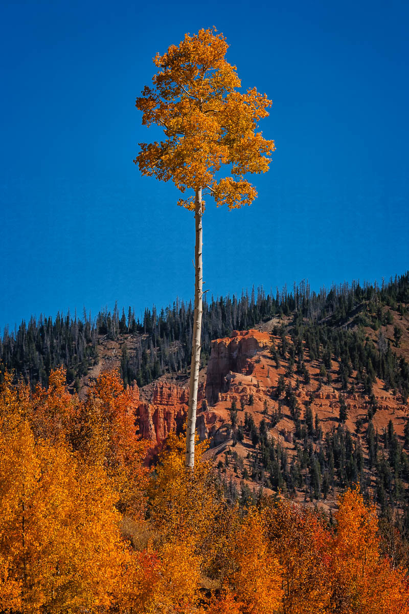 Canon EF 100-400mm F4.5-5.6L IS USM sample photo. Lone aspen photography