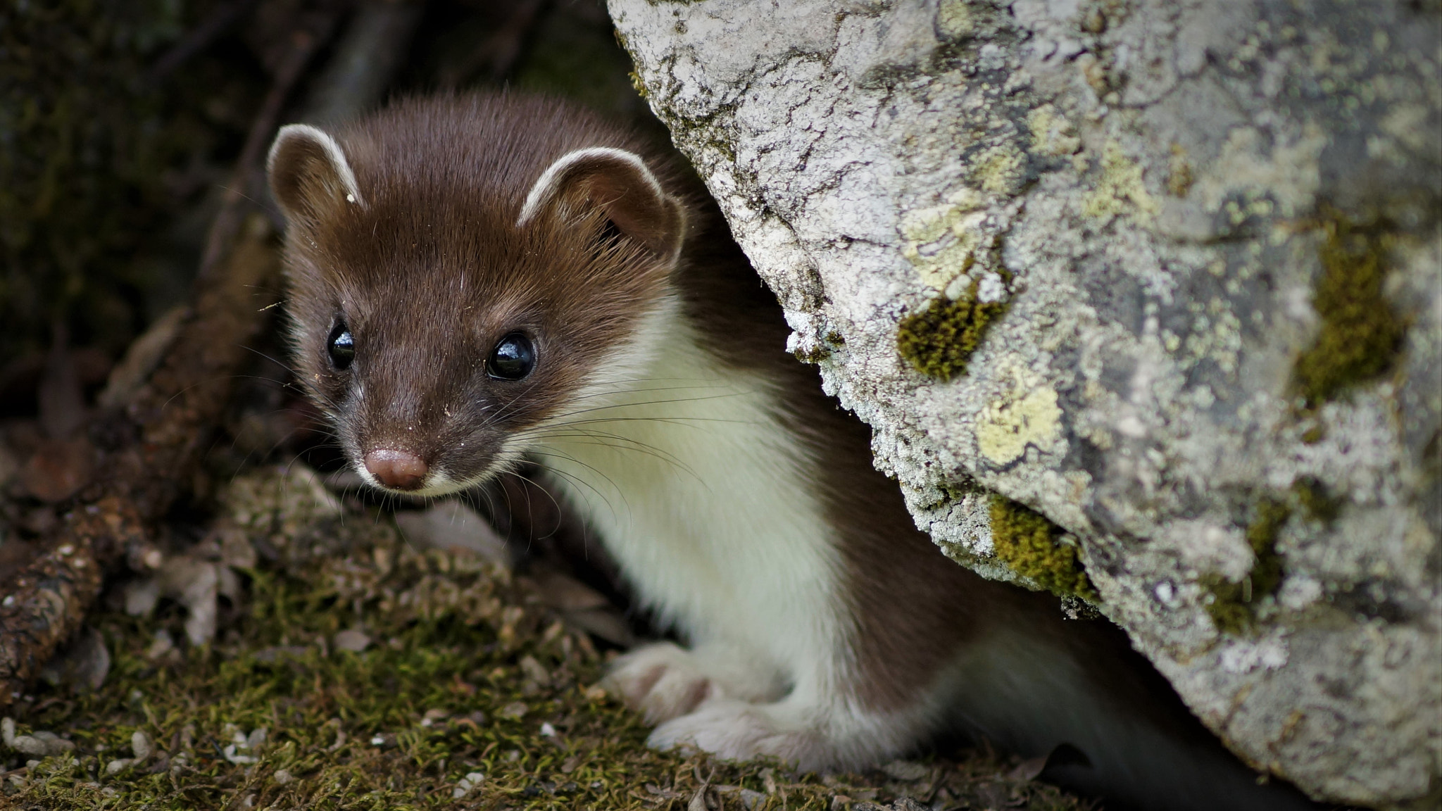 Sony DT 55-200mm F4-5.6 SAM sample photo. Ermine photography