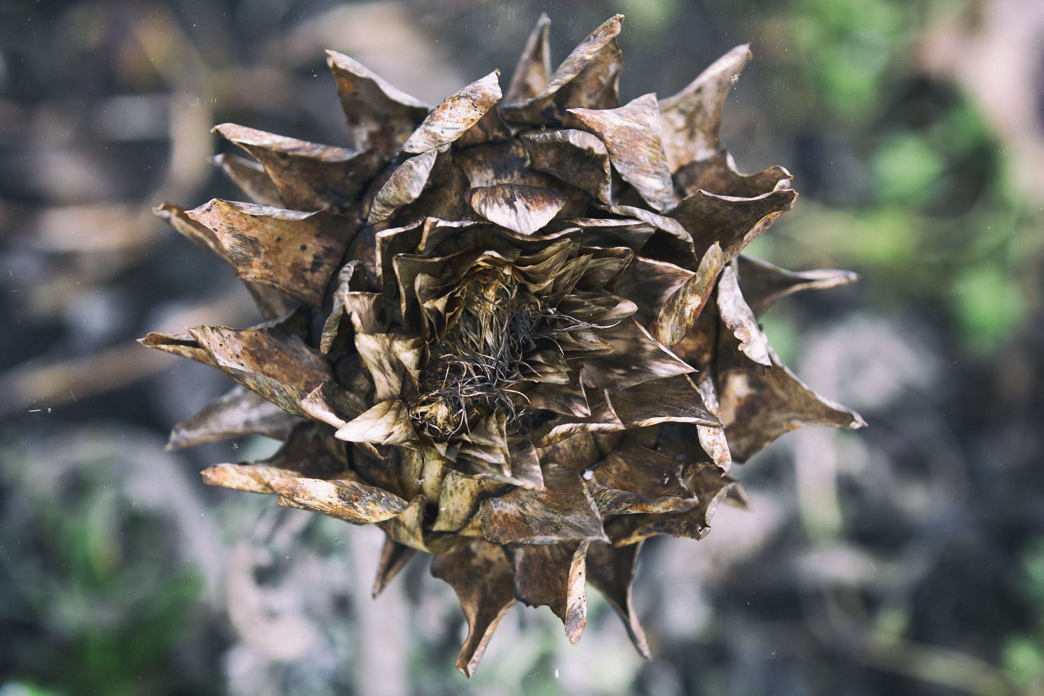 Canon EF 70-200mm F2.8L IS II USM sample photo. Sunflower photography