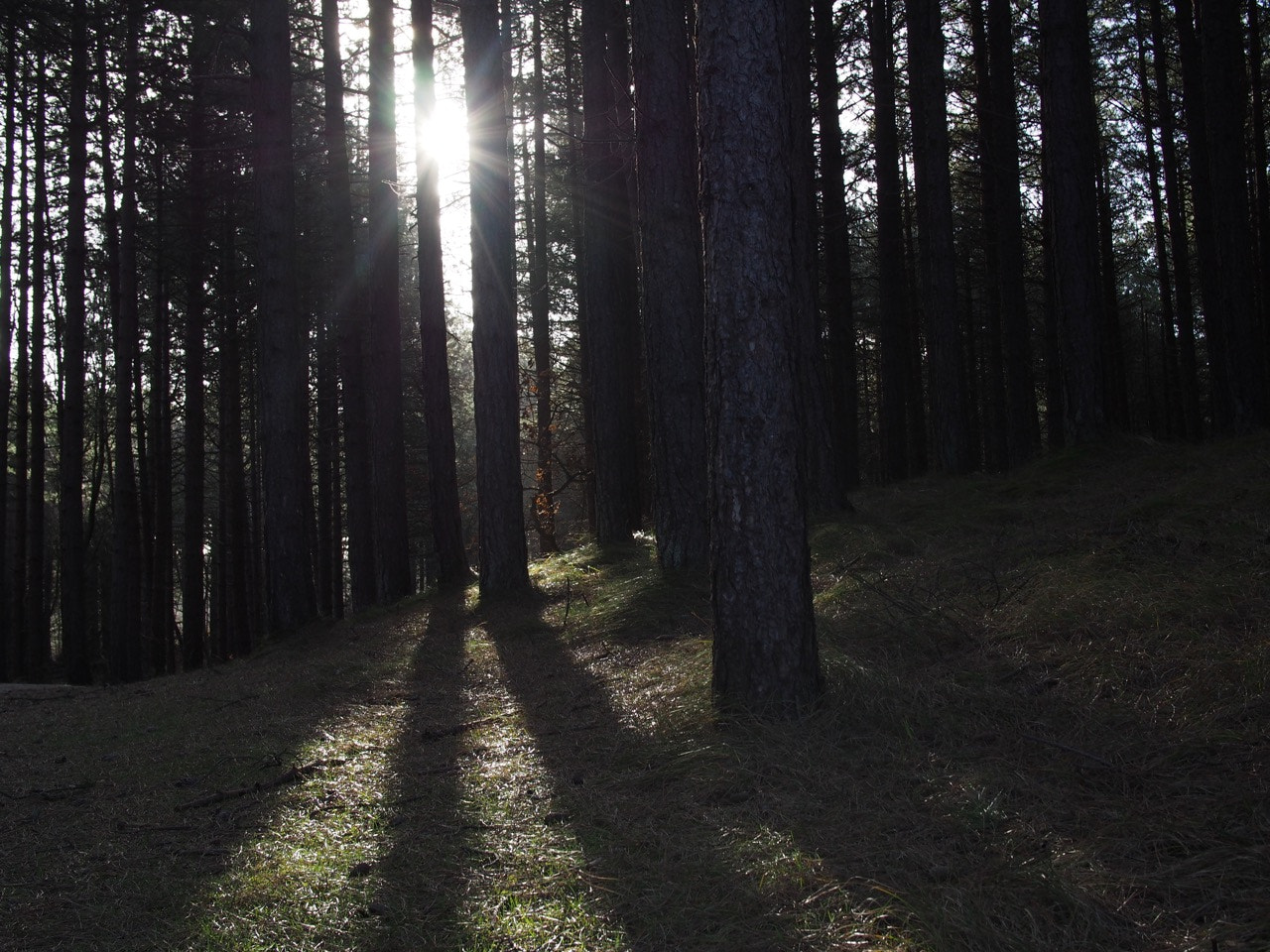 Olympus PEN E-P5 sample photo. Schoorlse duinen photography